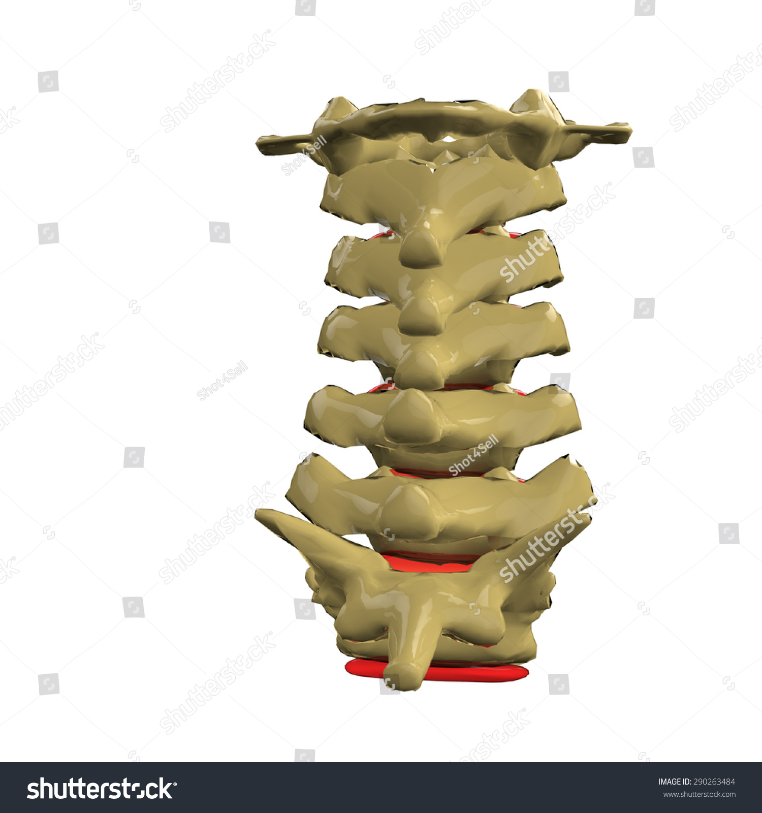 Cervical Spine Stock Photo 290263484 : Shutterstock