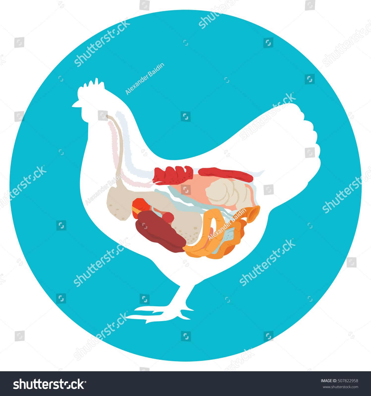 Chicken Anatomy Digestive System Stock Illustration 507822958 