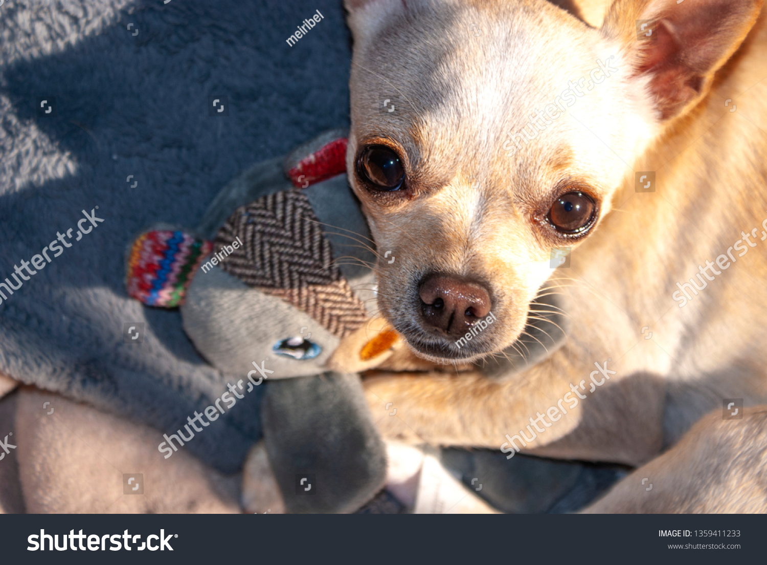 chihuahua teddy bear