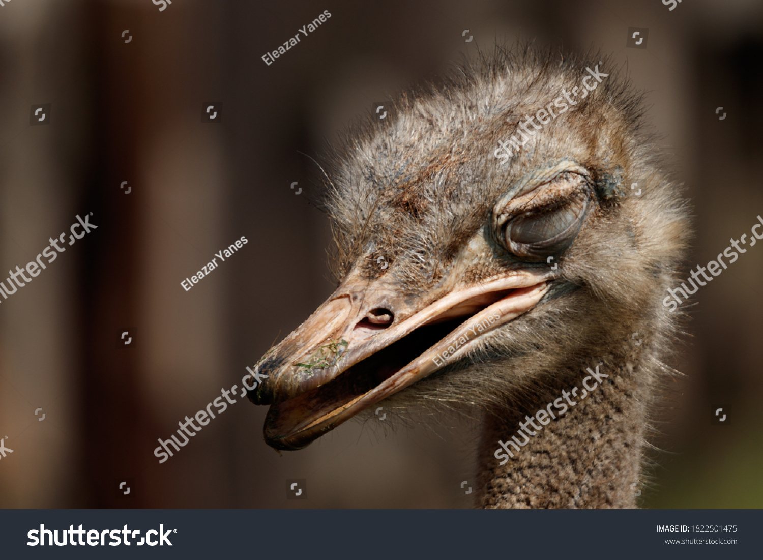 Closeup Ostrich Sleeping Sunbathing Stock Photo 1822501475 Shutterstock