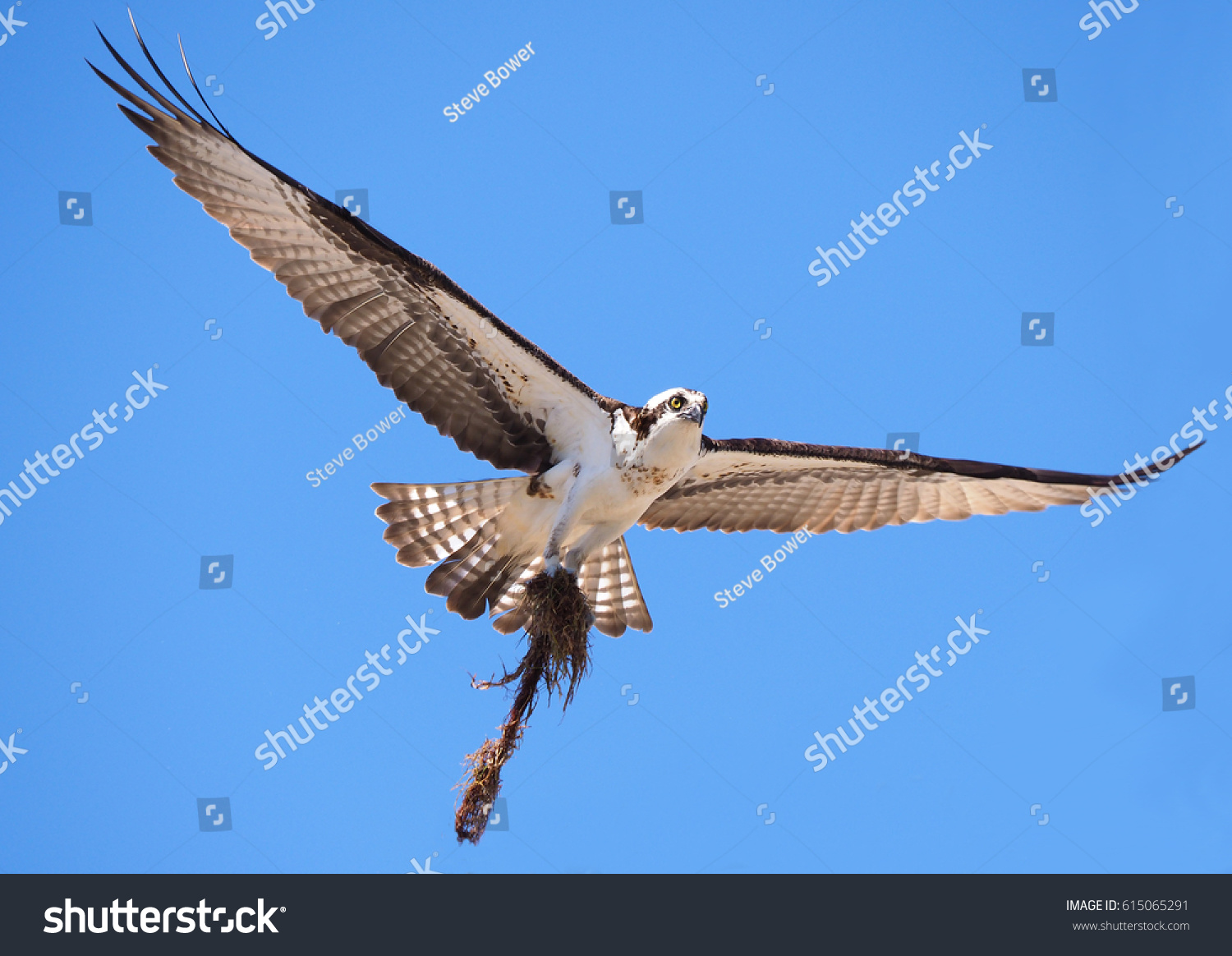 Closeup Osprey Flying Spanish Moss Nest Stock Photo Edit Now 615065291