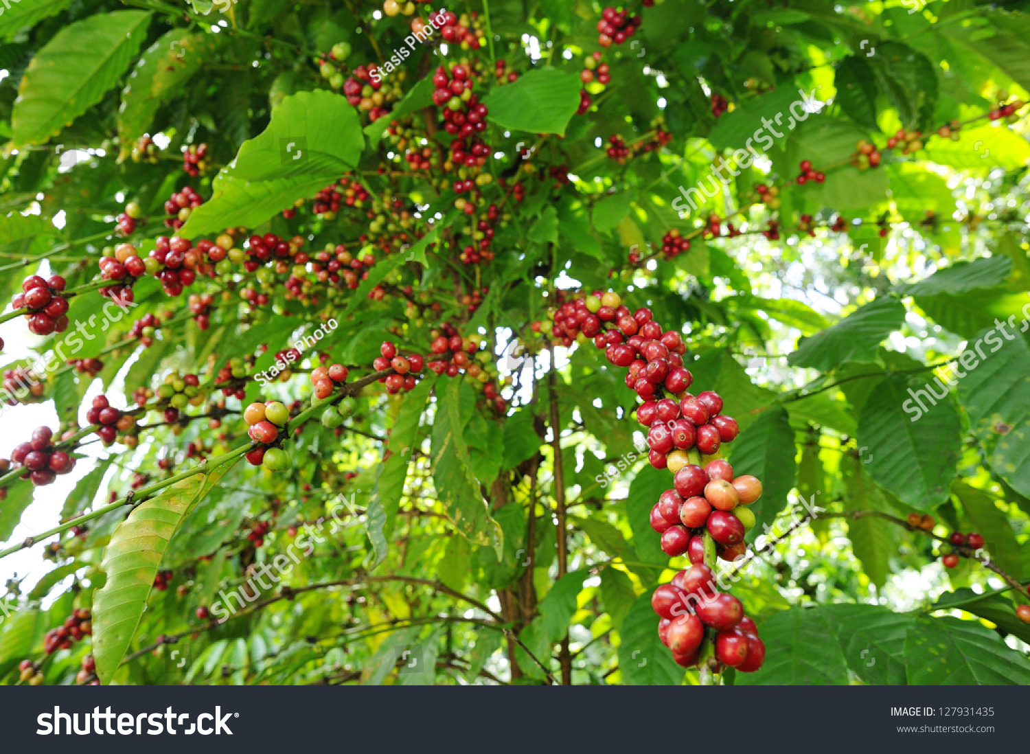 Coffee Tree Coffee Tree