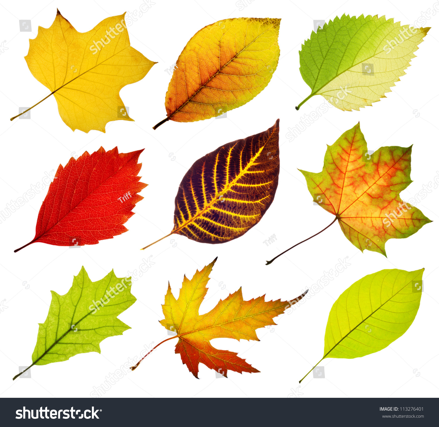 Collection Tree Leaves Isolated On White Stock Photo 113276401 ...