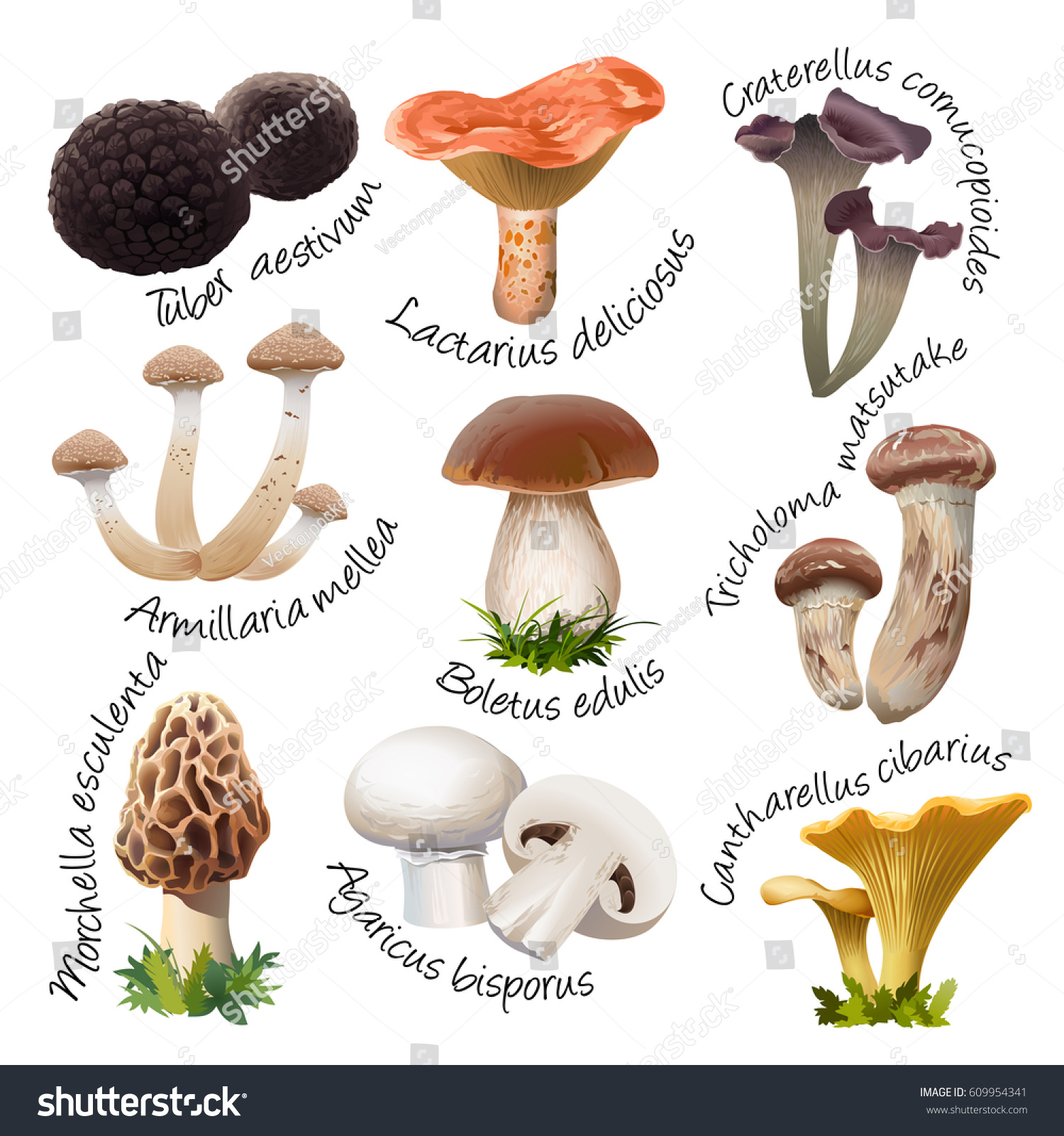 Collection Various Species Edible Mushrooms Realistic Stock