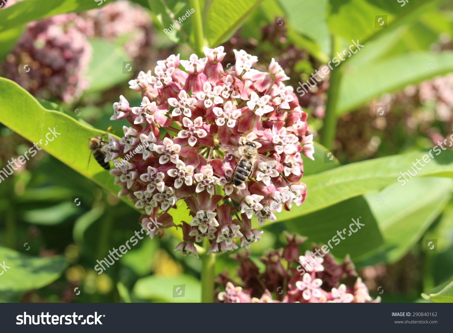 Common Milkweed Flowers Or Butterfly Flower Stock Photo 290840162 ...