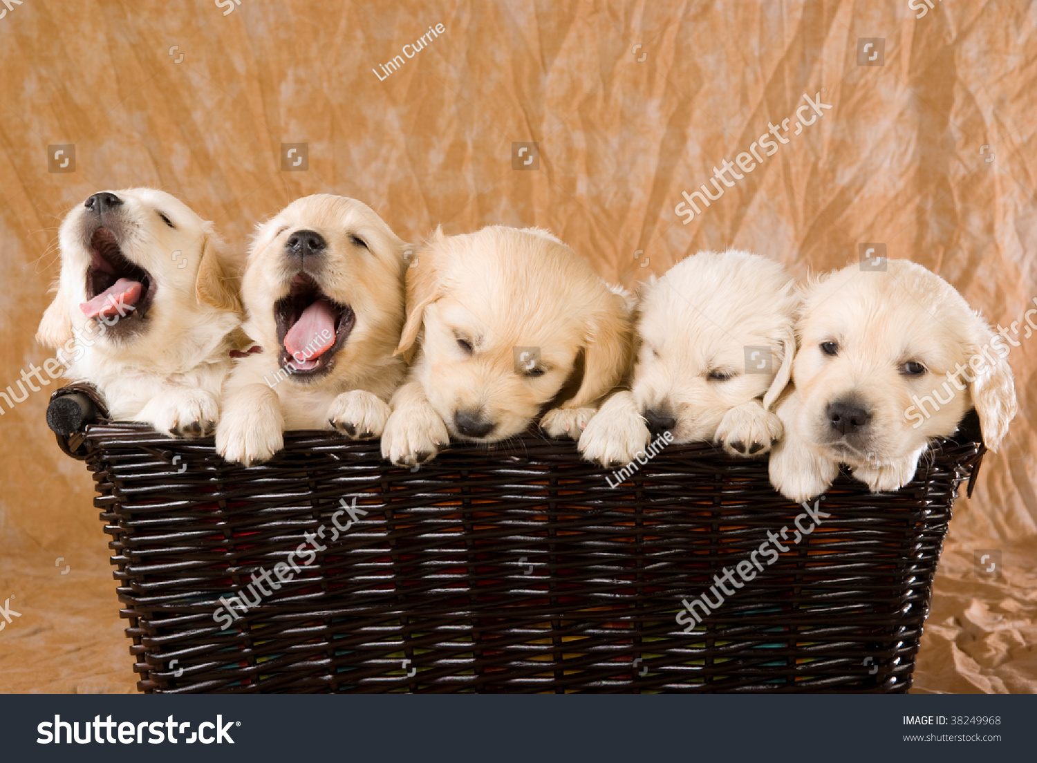 5 Cute Golden Retriever Puppies Sitting In Wicker Basket, On Brown ...