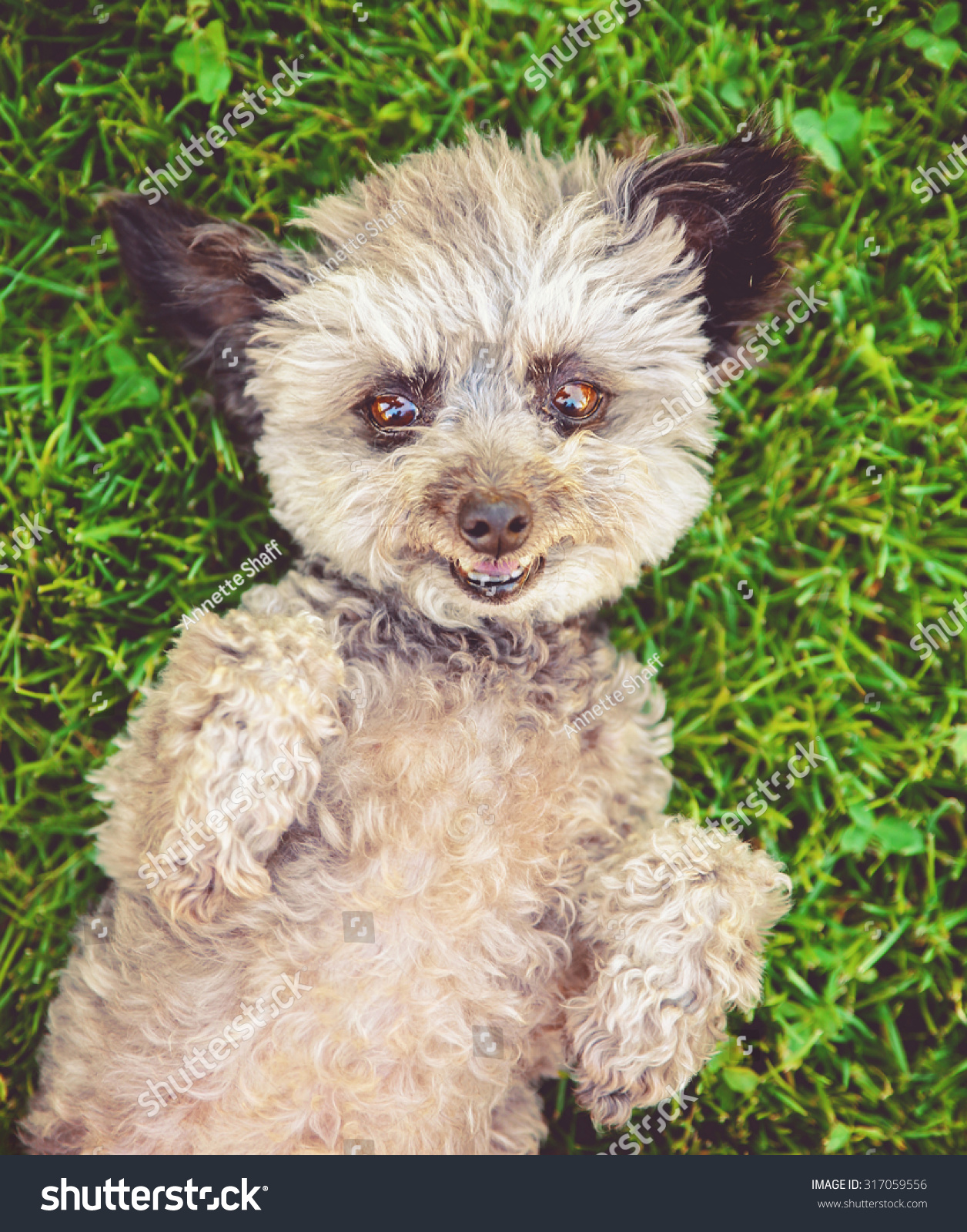 Cute Poodle Chihuahua Mix Senior Female Stock Photo Edit Now