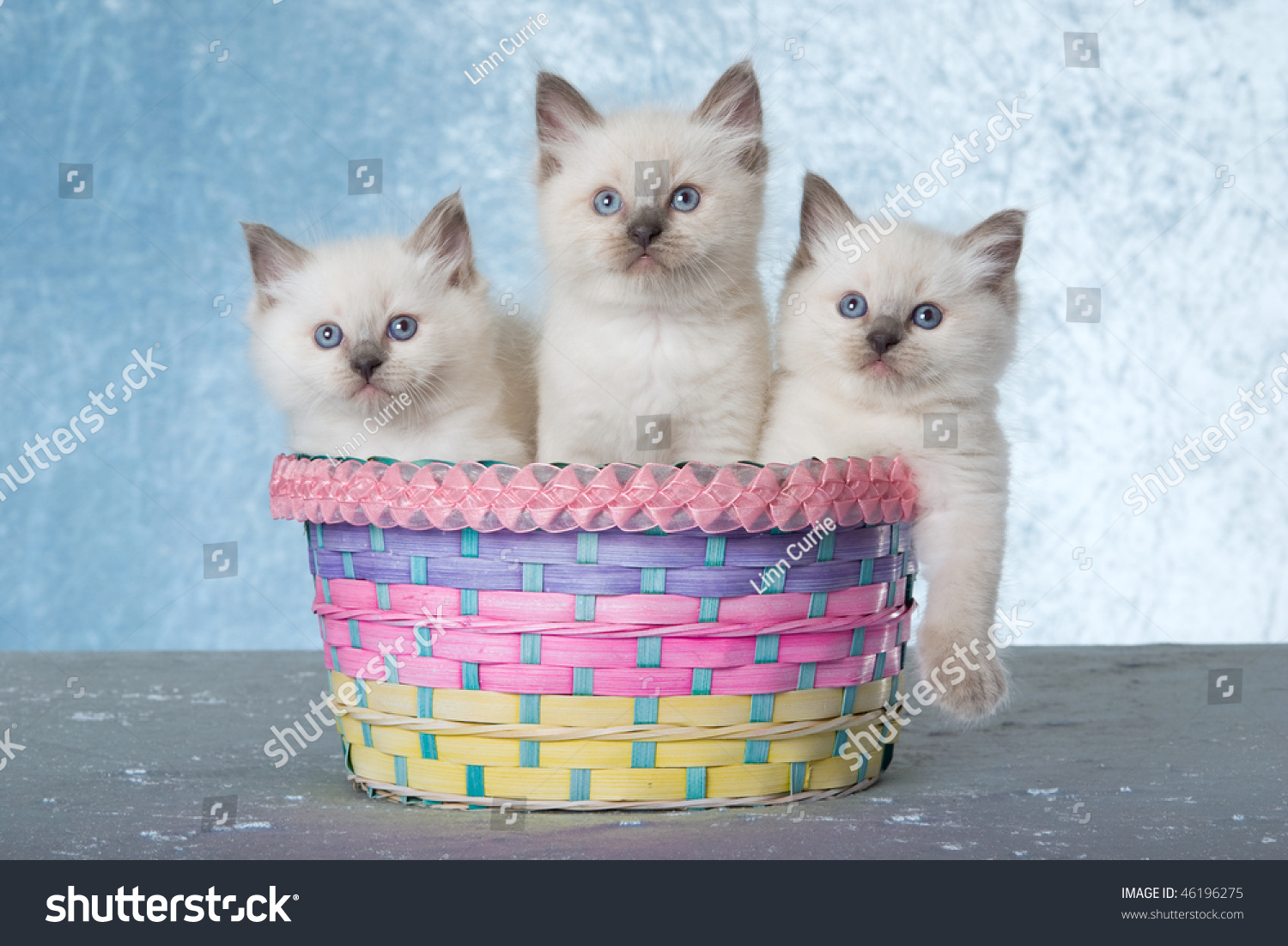 3 Cute Ragdoll Kittens  In Pastel  Easter Basket On Blue 