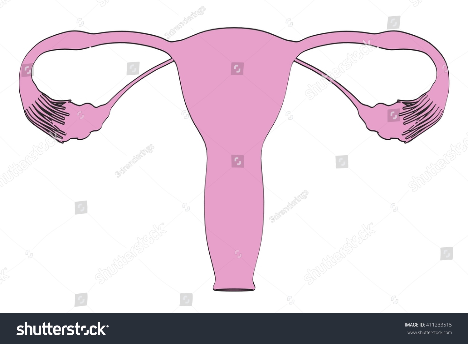 2d Cartoon Illustration Female Reproductive System Stock Illustration