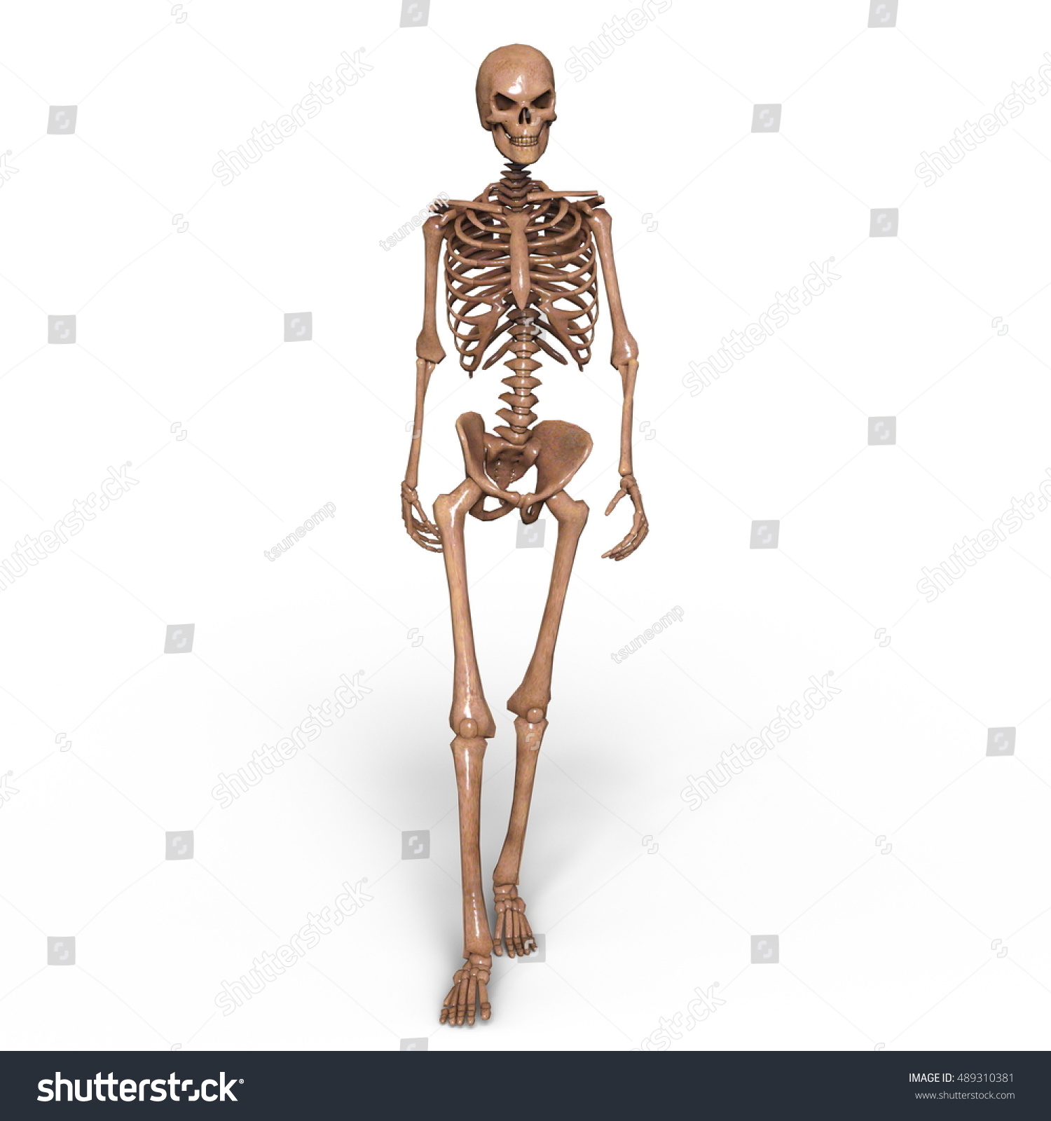 3d Cg Rendering Of A Skeleton Stock Photo 489310381 : Shutterstock