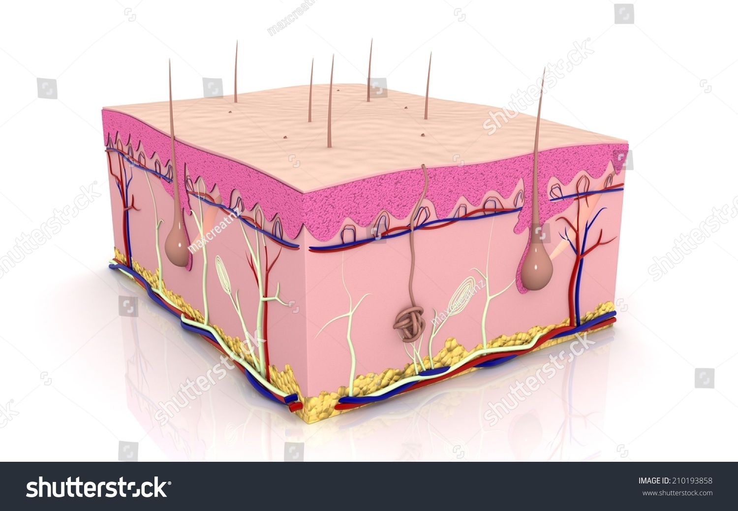 3d Cross Section Of Skin In White Background Stock Photo 210193858 ...