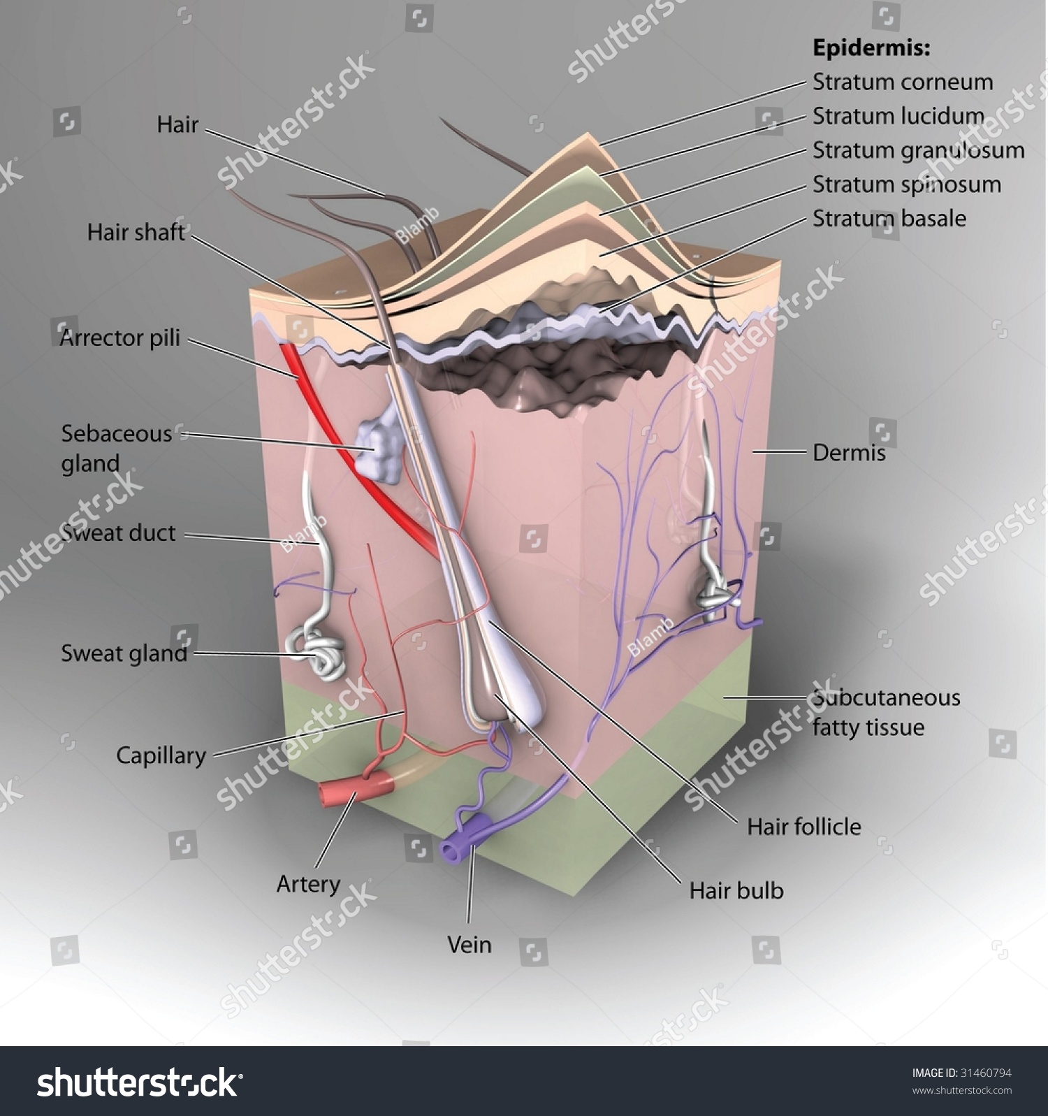 3d Cross Section Of Skin Labeled Stock Photo 31460794 : Shutterstock