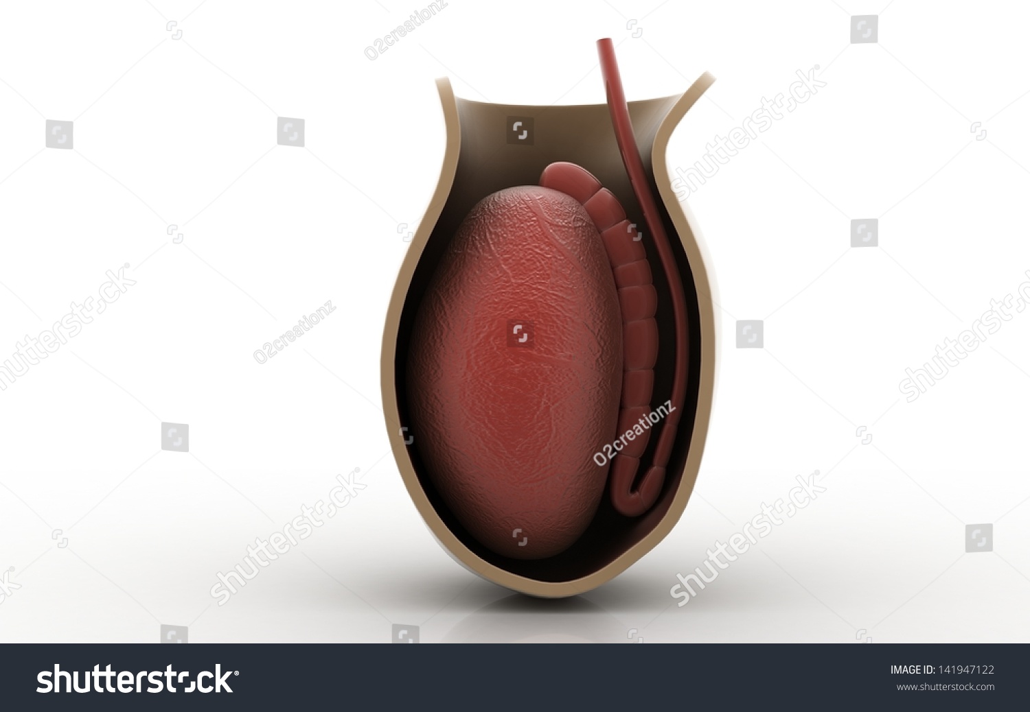 3d Cross Section Testicles Isolated On Stock Illustration 141947122 Shutterstock