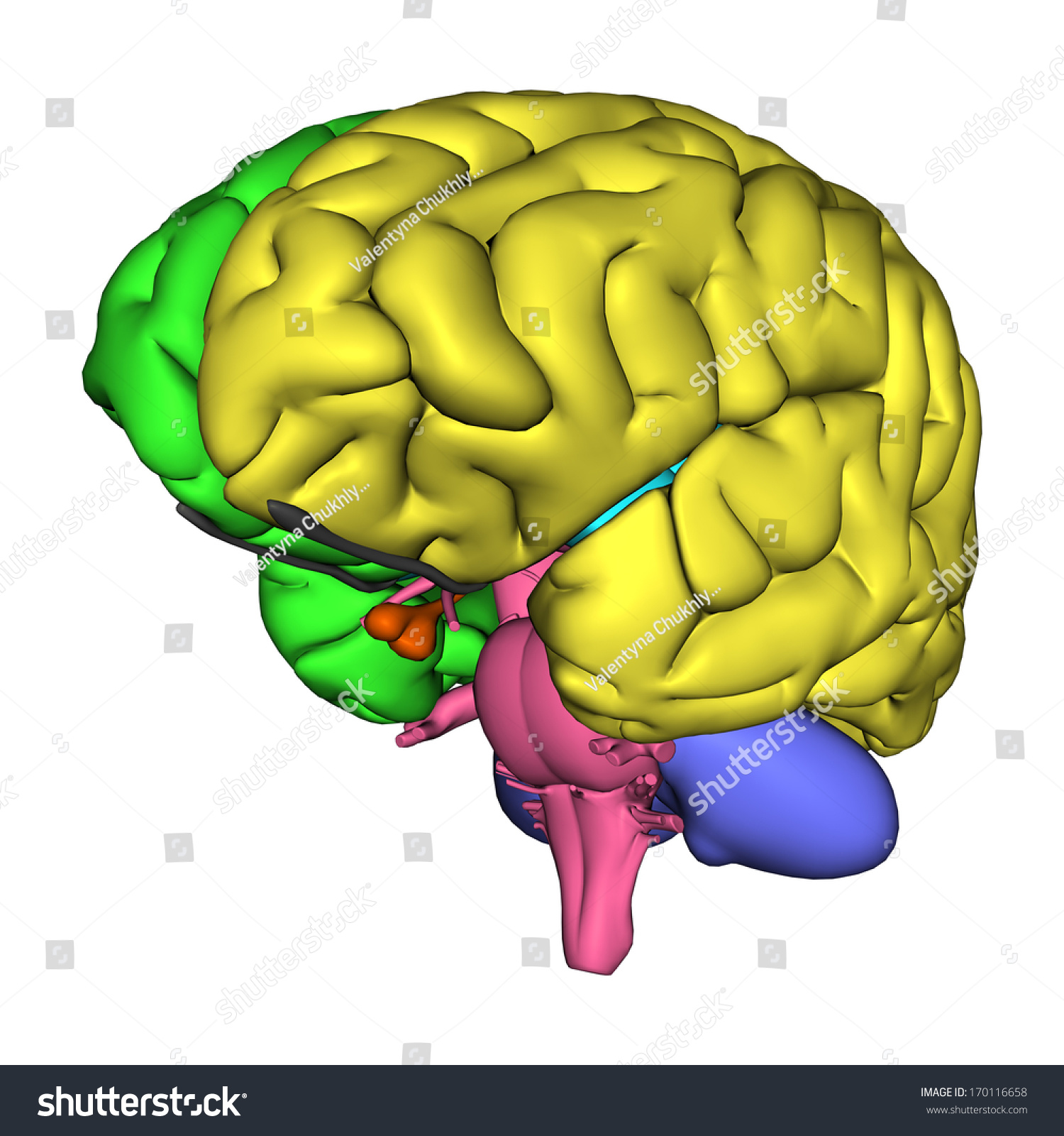 3d Digital Render Human Brain Diagram Stock Illustration 170116658