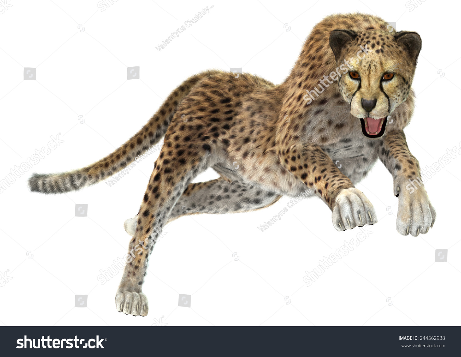 3d Digital Render Hunting Cheetah Isolated のイラスト素材