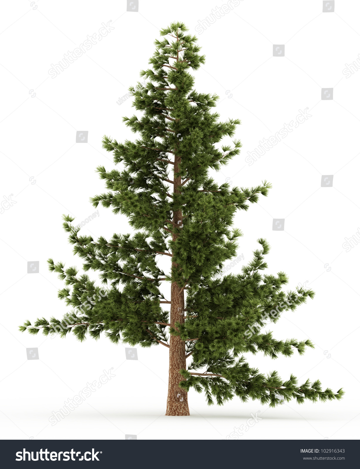 3d Eastern White Pine Tree Isolated Stock Illustration 102916343 ...