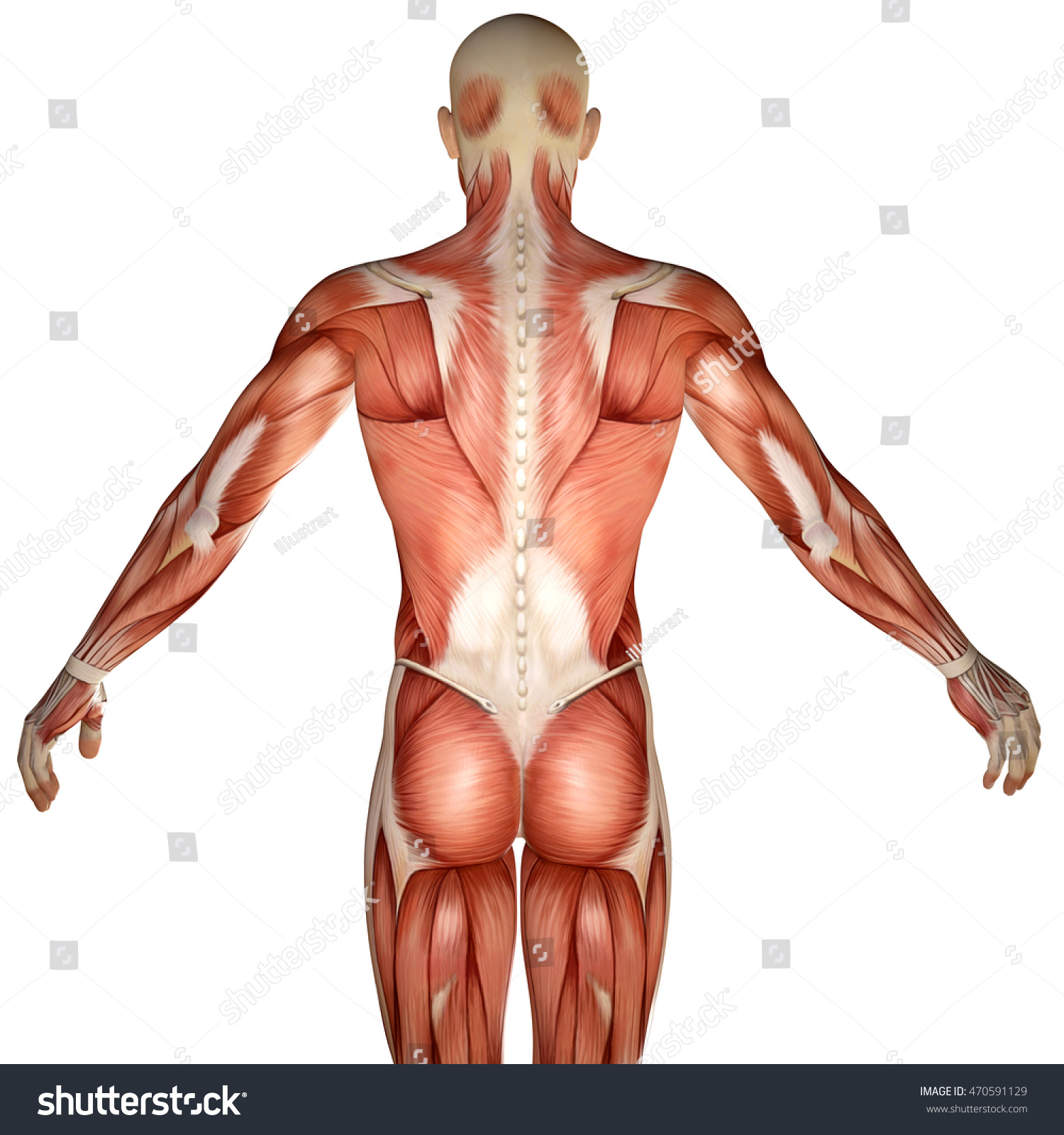 3d Human Anatomy Torso Back Muscles Stock Illustration 470591129