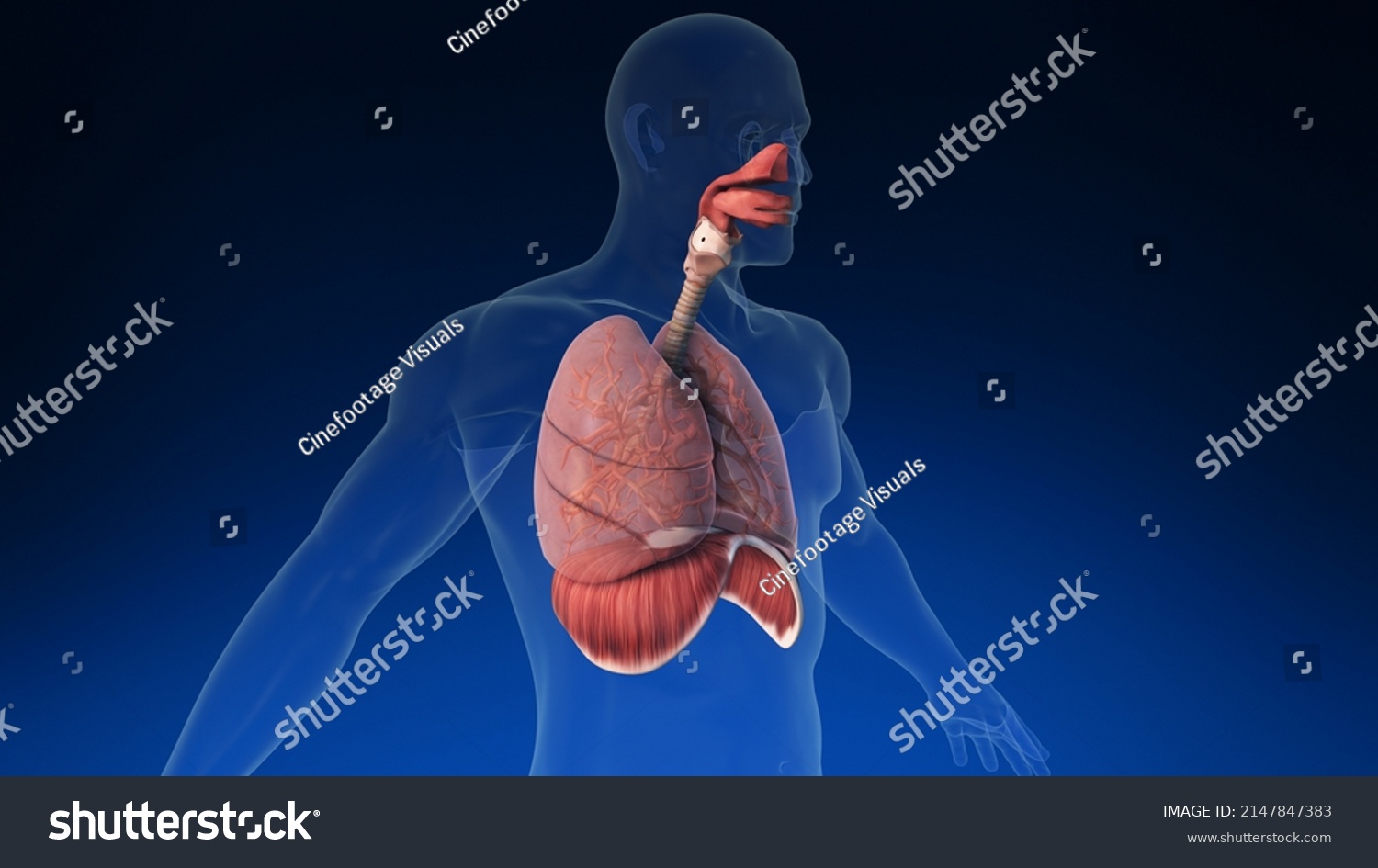 3d Human Lung Inside Human Body Stock Illustration 2147847383 ...