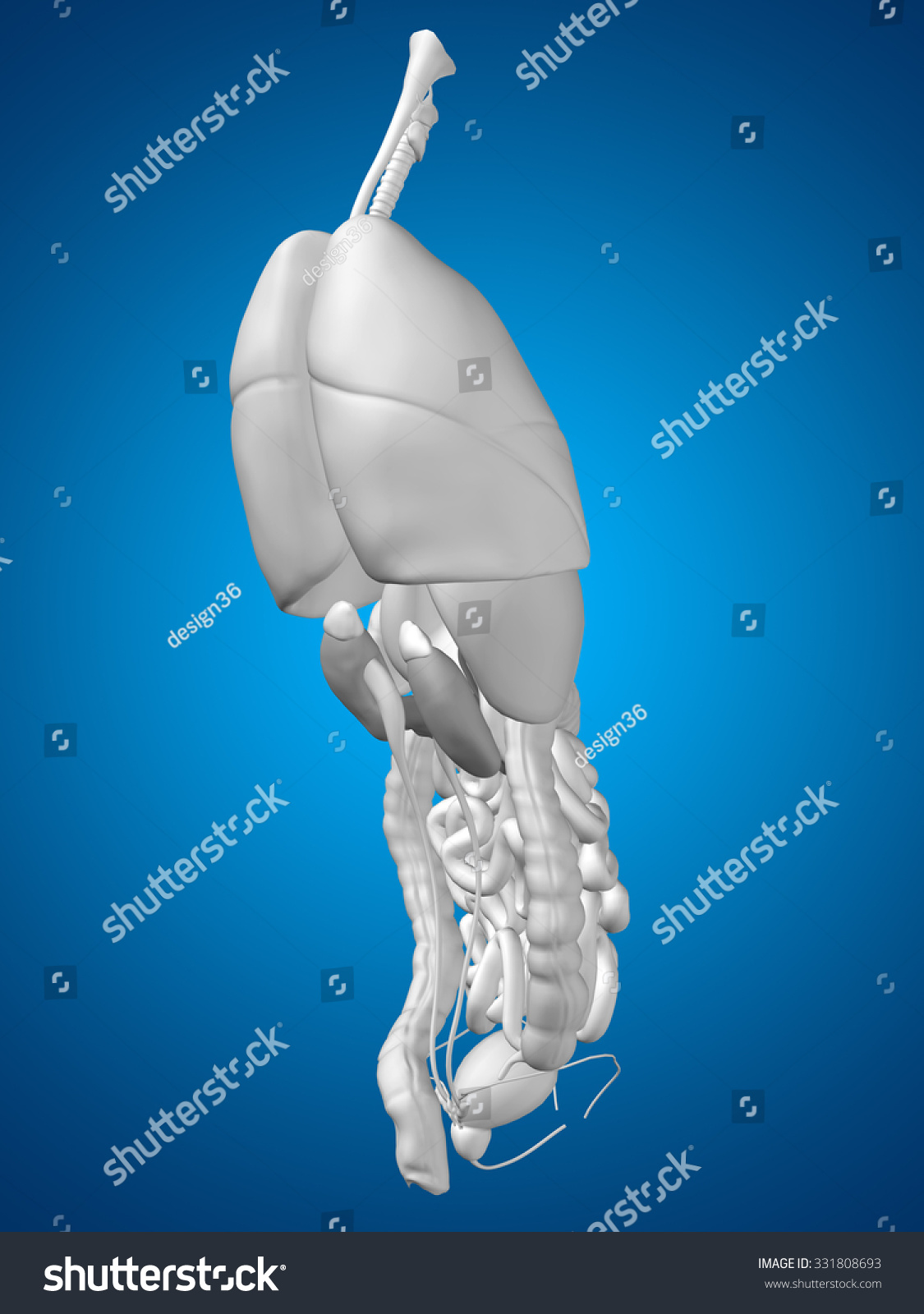 3d Human Man Internal Abdominal Thorax Stock Illustration 331808693 ...