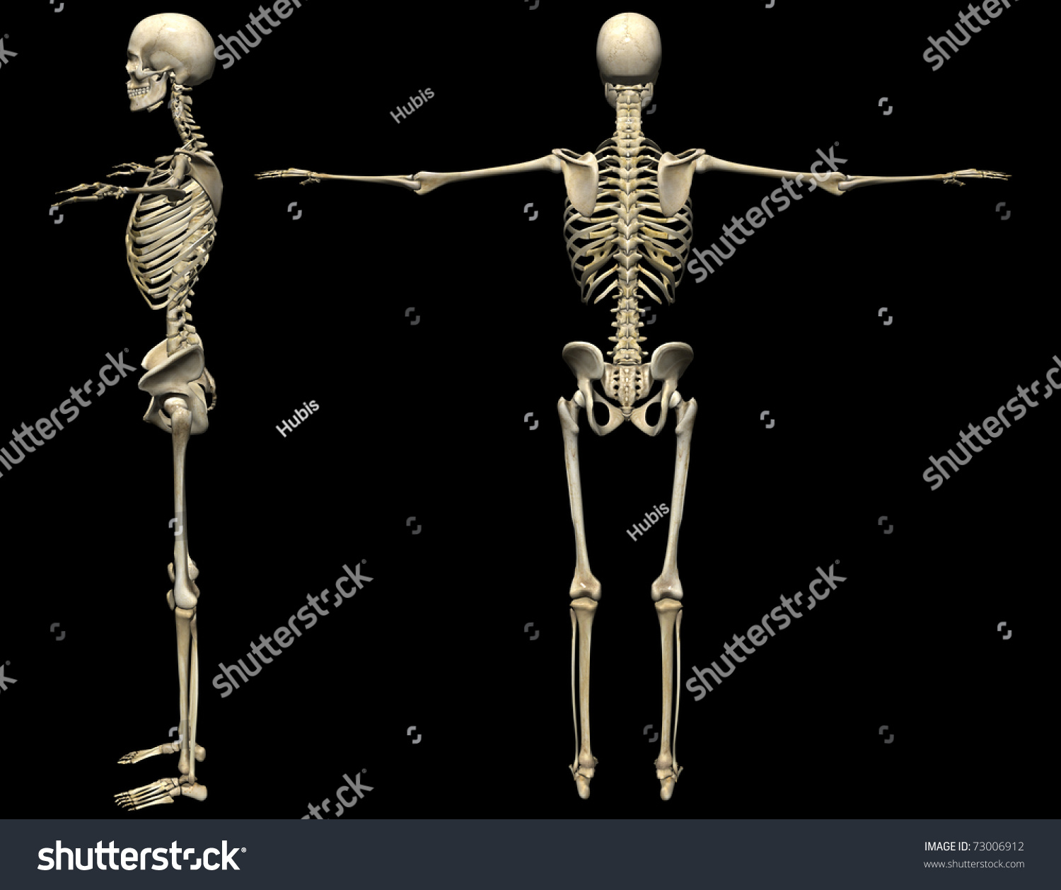 3d Human Skeleton Medical Illustration - 73006912 : Shutterstock