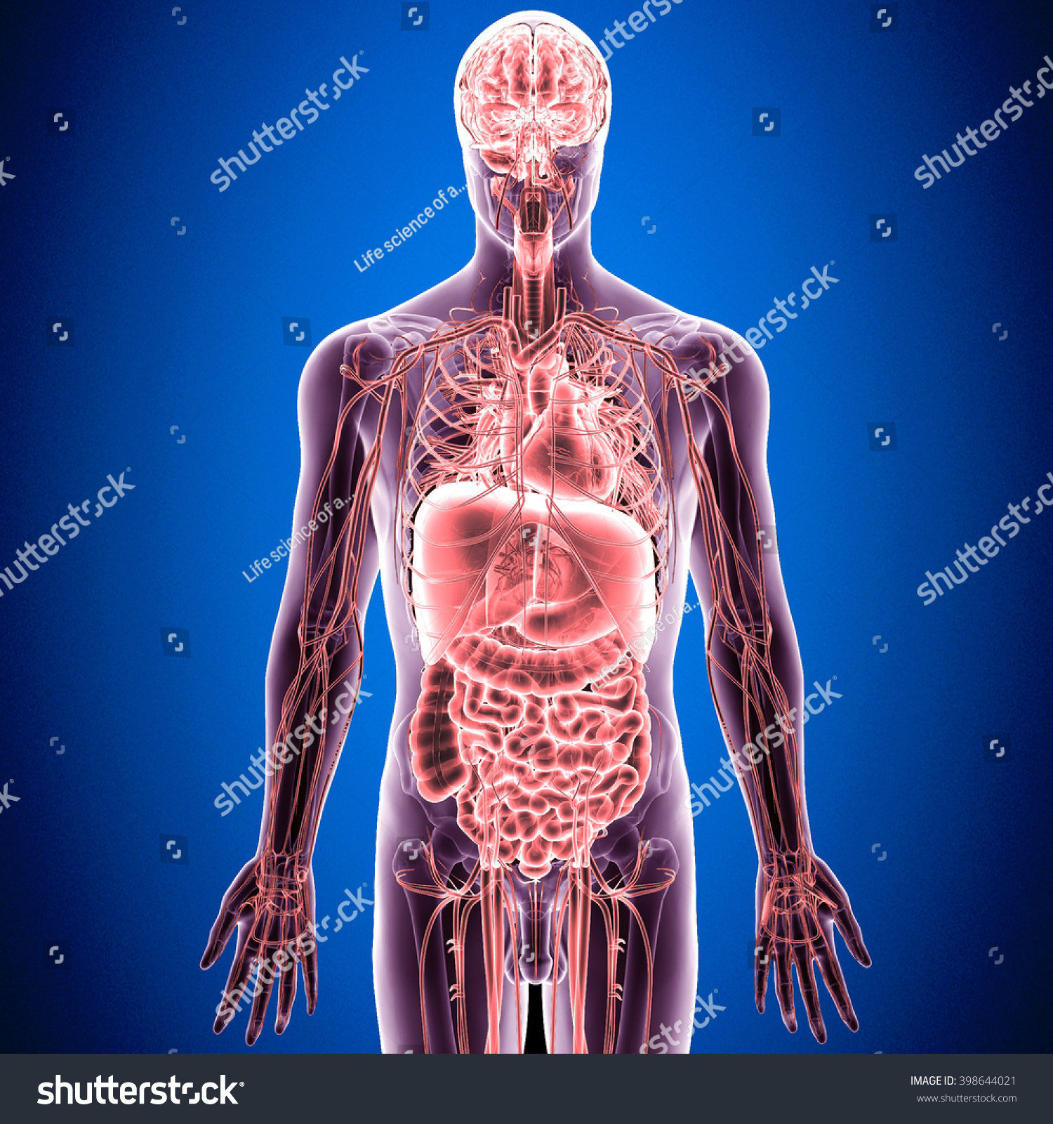 3d Illustration Human Anatomy Stock Illustration 398644021 - Shutterstock