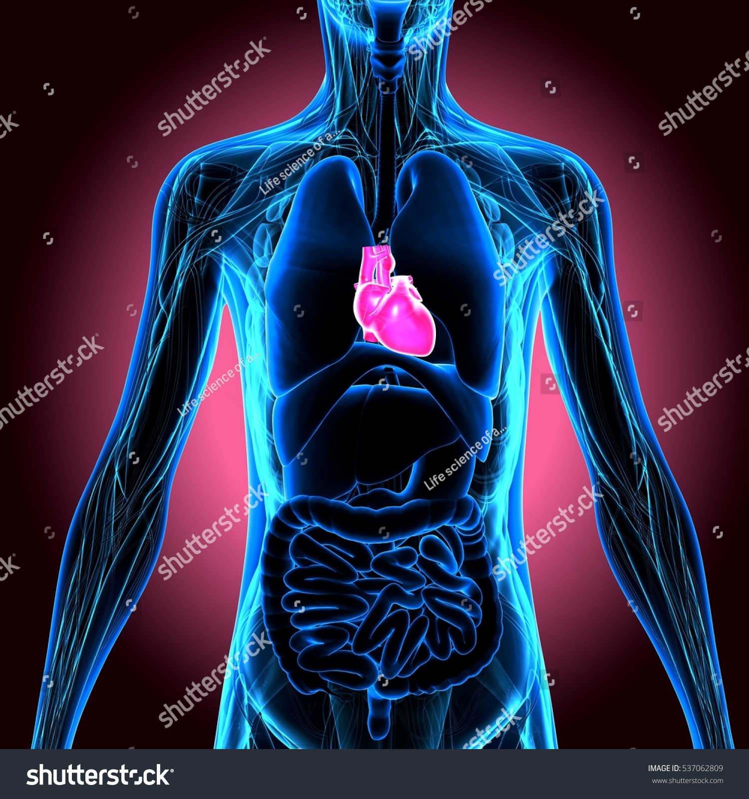 3d Illustration Human Body Heart - 537062809 : Shutterstock