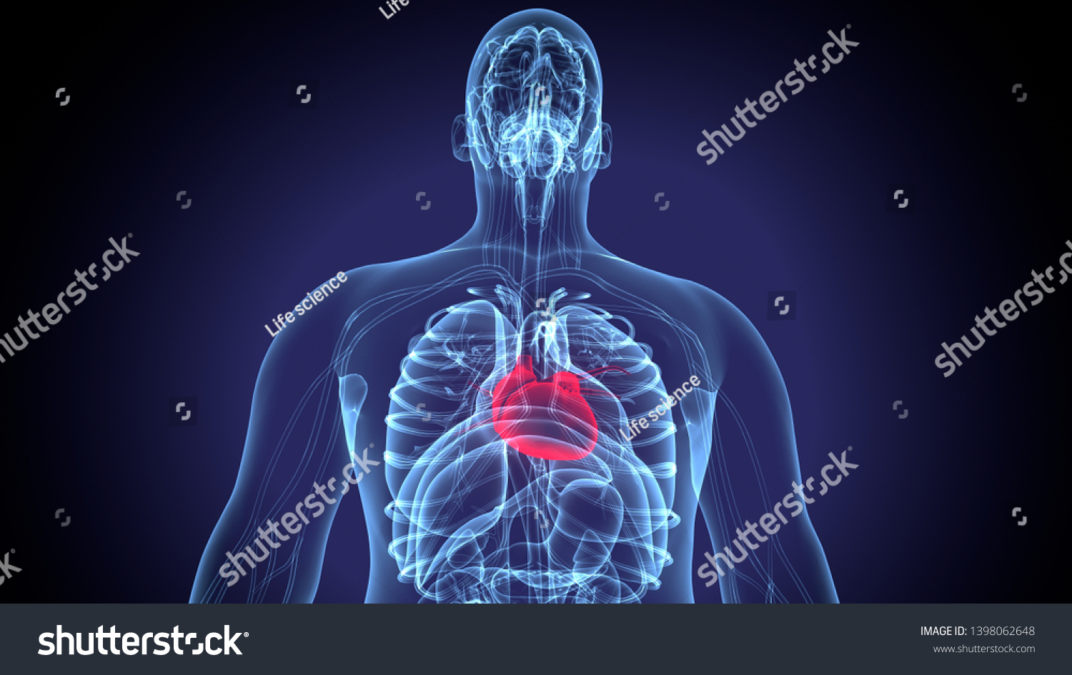3d Illustration Human Body Heart Anatomy Stock Illustration 1398062648