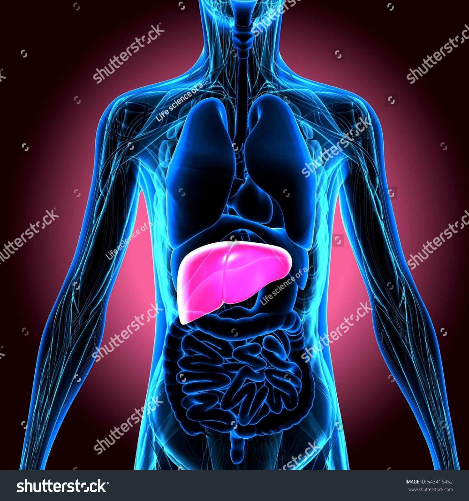 3d Illustration Human Body Liver - 543416452 : Shutterstock