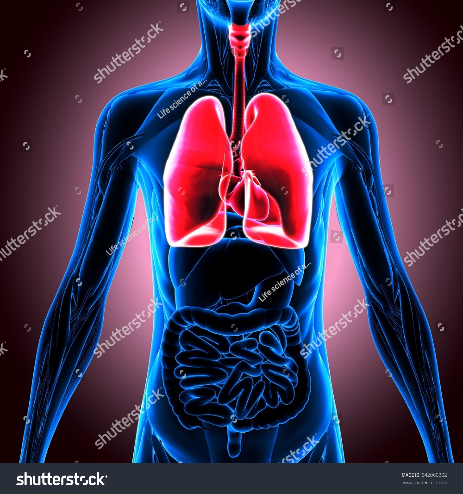 3d Illustration Human Body Lungs 542060302 Shutterstock