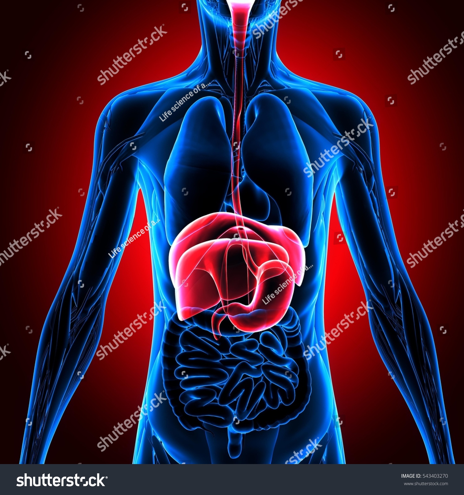 3d Illustration Human Body Organ - 543403270 : Shutterstock