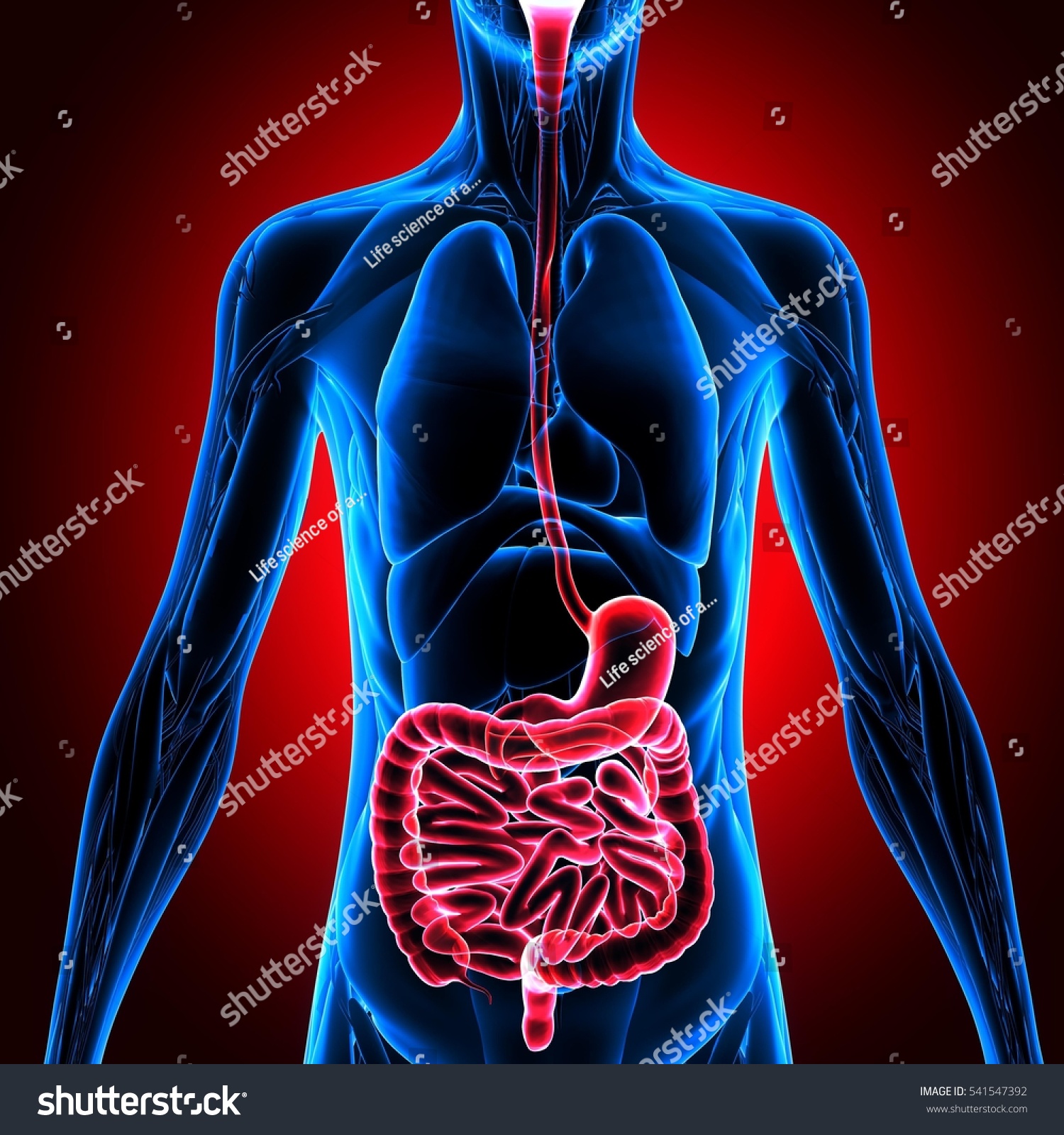 3d Illustration Human Body Organs Stock Illustration 541547392