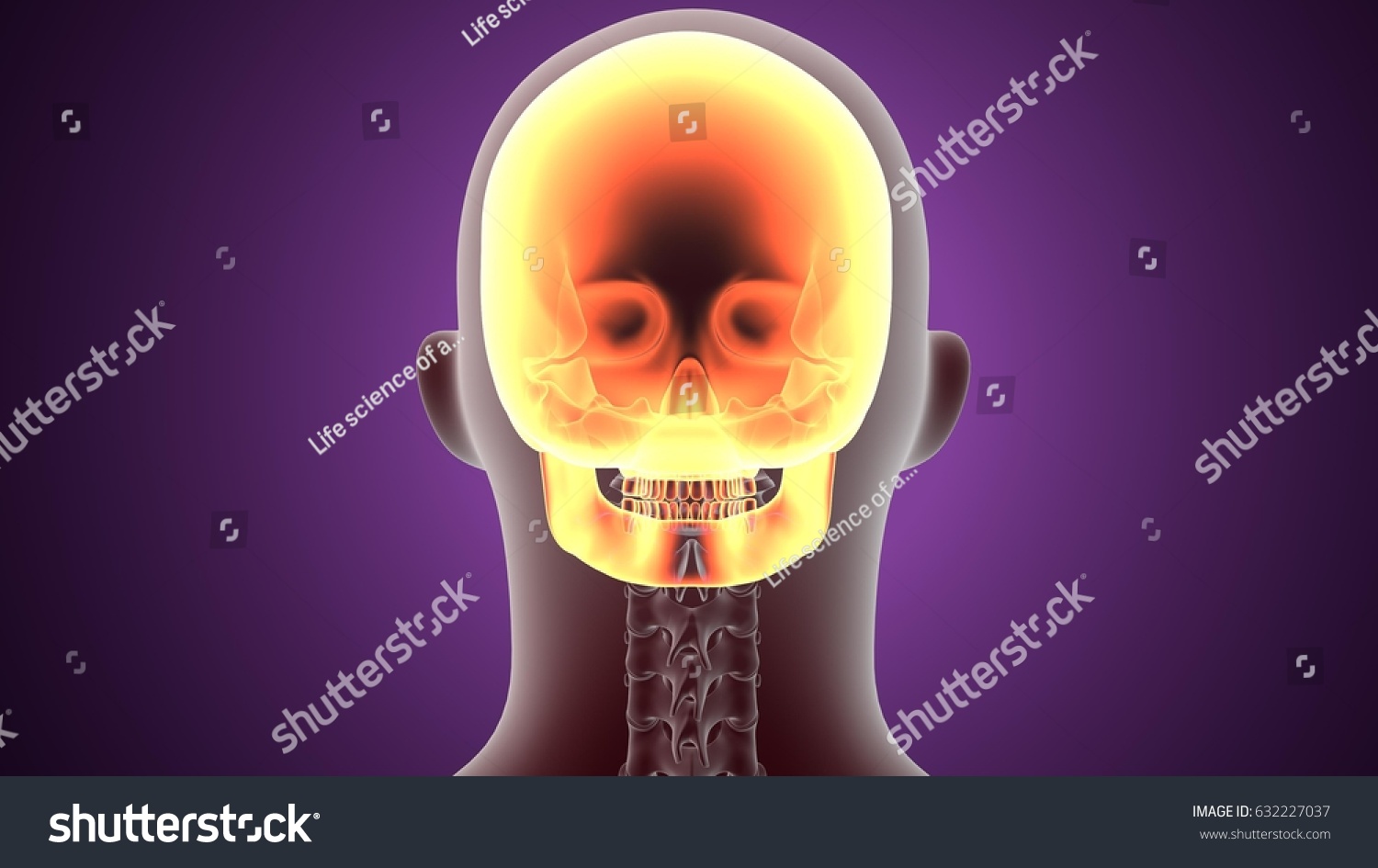 3d Illustration Human Body Skull Anatomy Stock Illustration 632227037 Shutterstock 9197