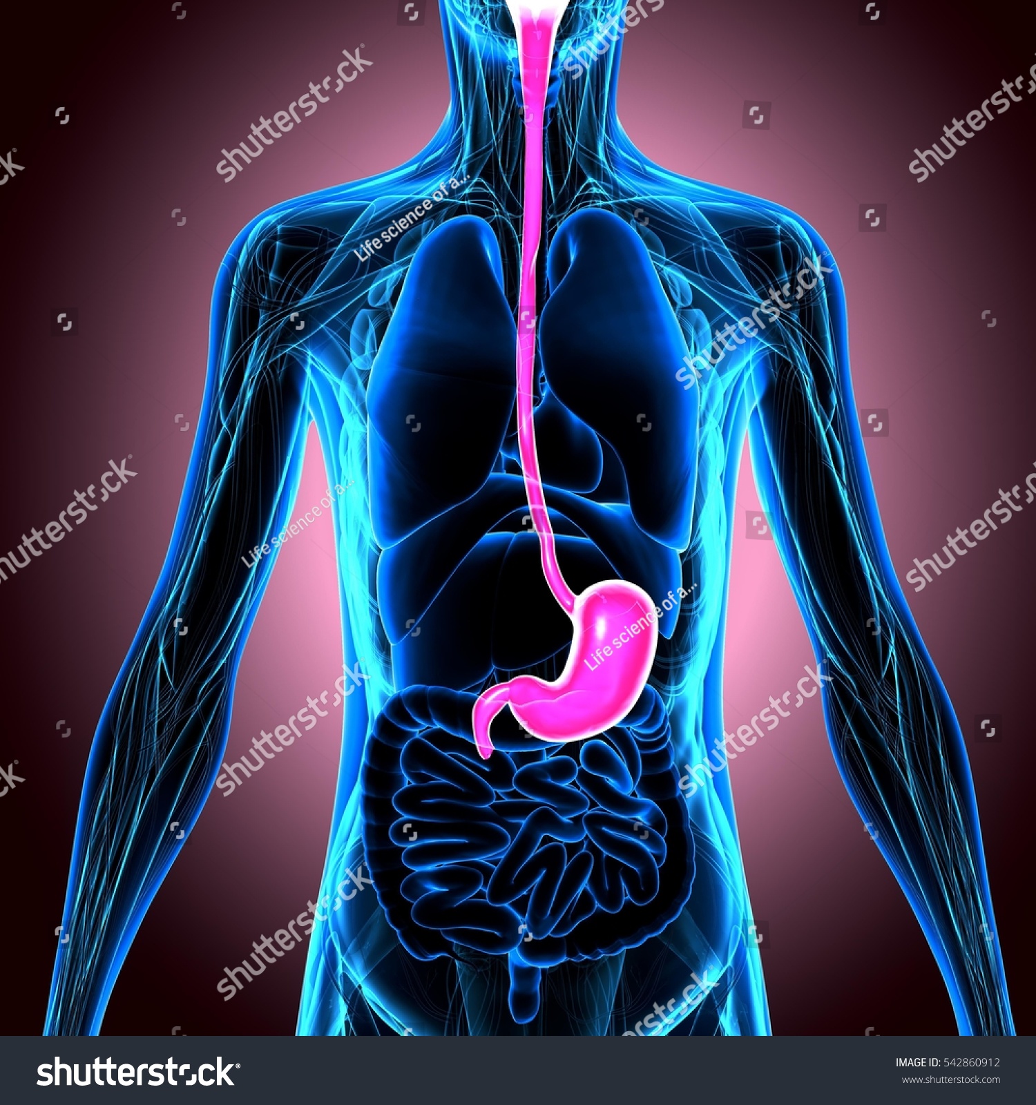 3d Illustration Human Body Stomach - 542860912 : Shutterstock