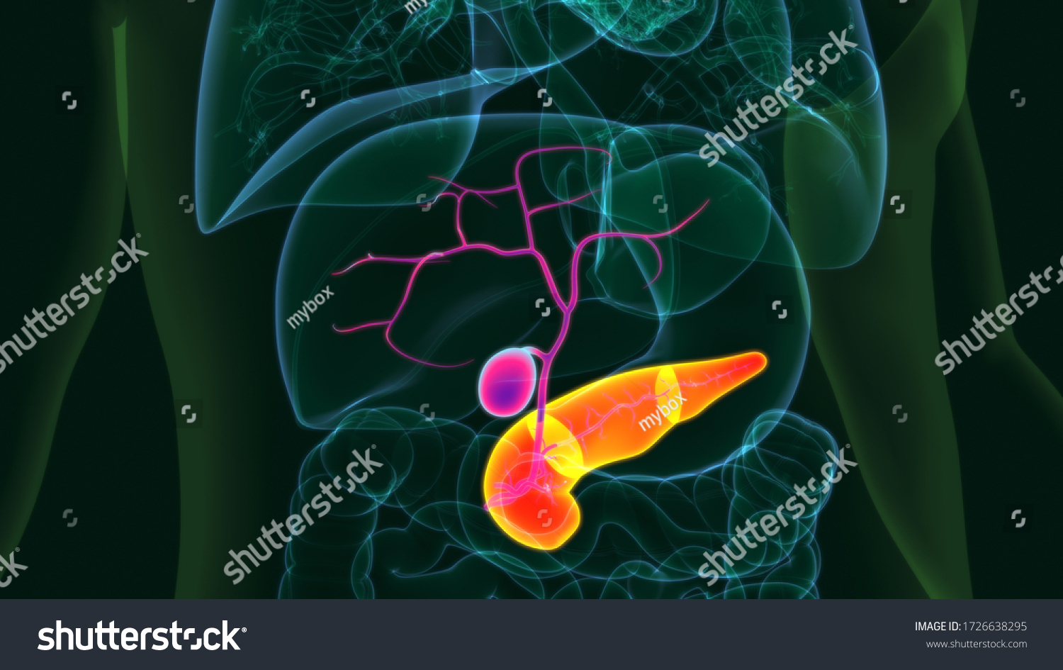 D Illustration Human Gallbladder Pancreas Anatomy Stock Illustration Shutterstock