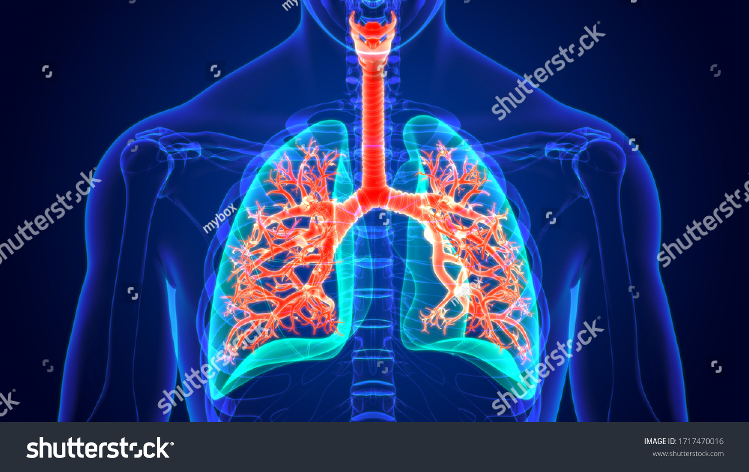 3d Illustration Human Respiratory System Anatomy Stock Illustration ...