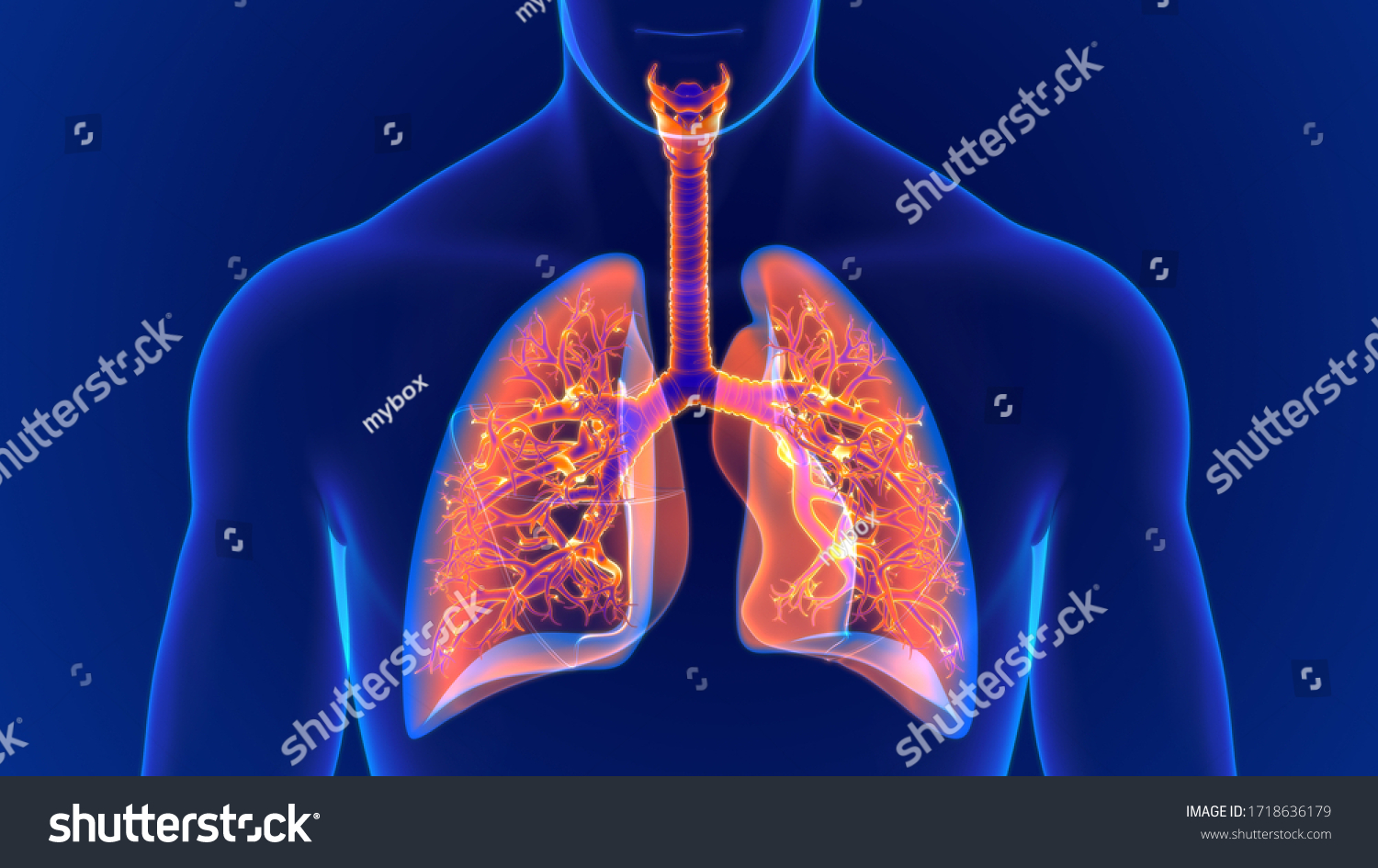 3d Illustration Human Respiratory System Anatomy Stock Illustration ...