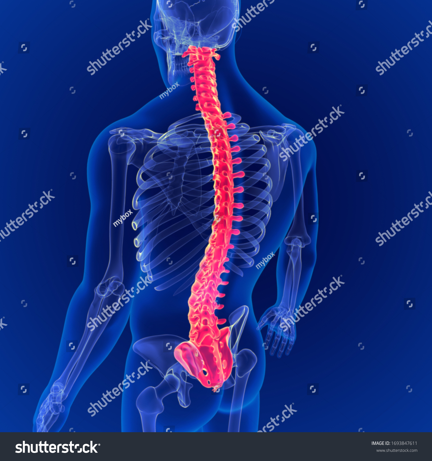 D Illustration Human Skeleton Vertebral Column Stock Illustration