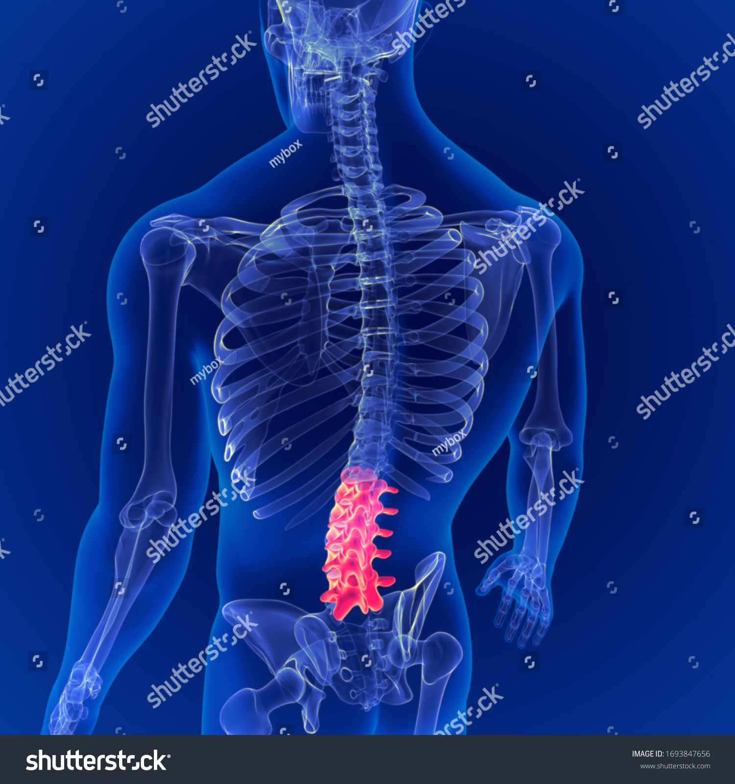 3,383 Lumbar region Images, Stock Photos & Vectors | Shutterstock