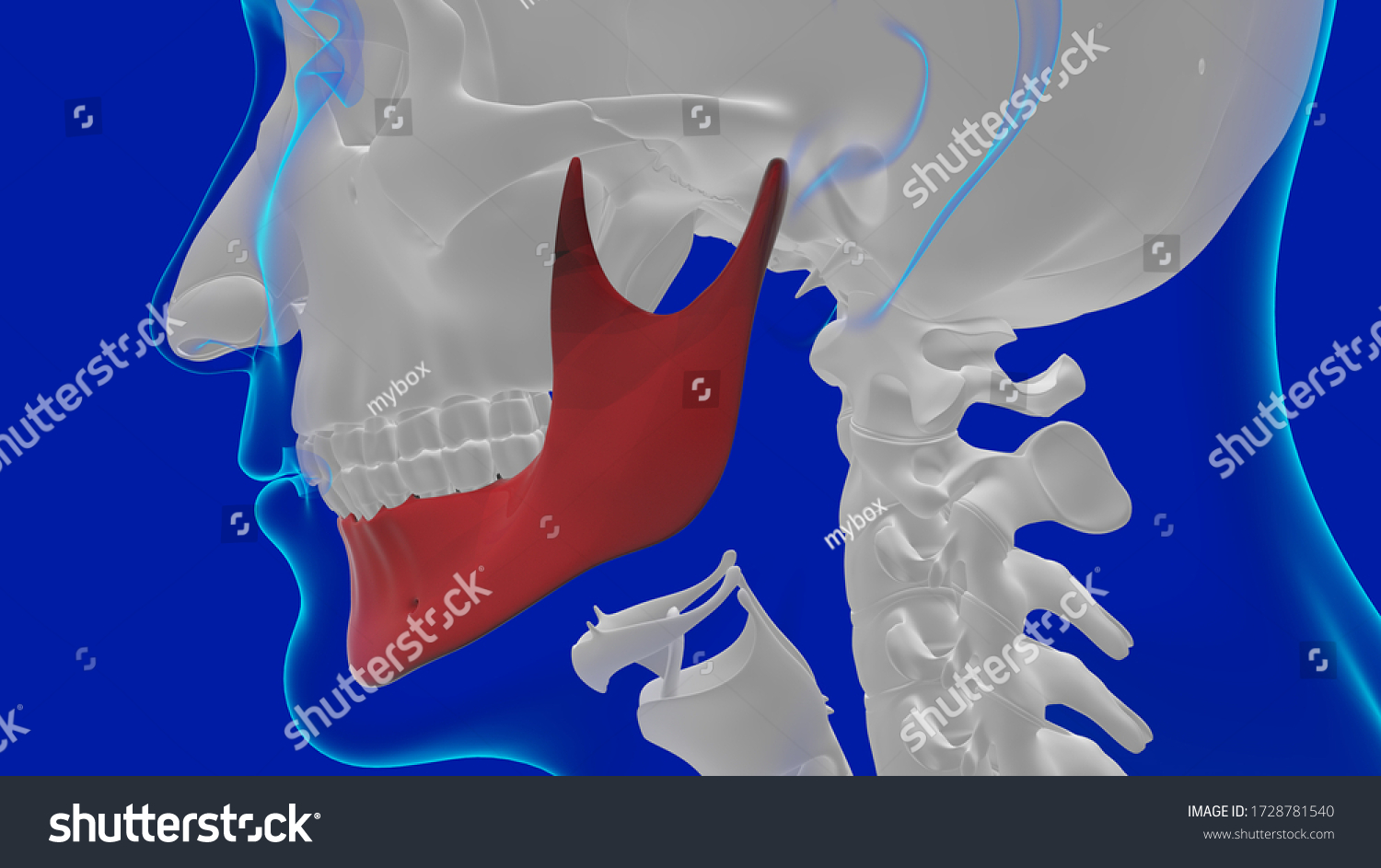 3d Illustration Human Skull Anatomy Mandible Ilustrações Stock 1728781540 1806