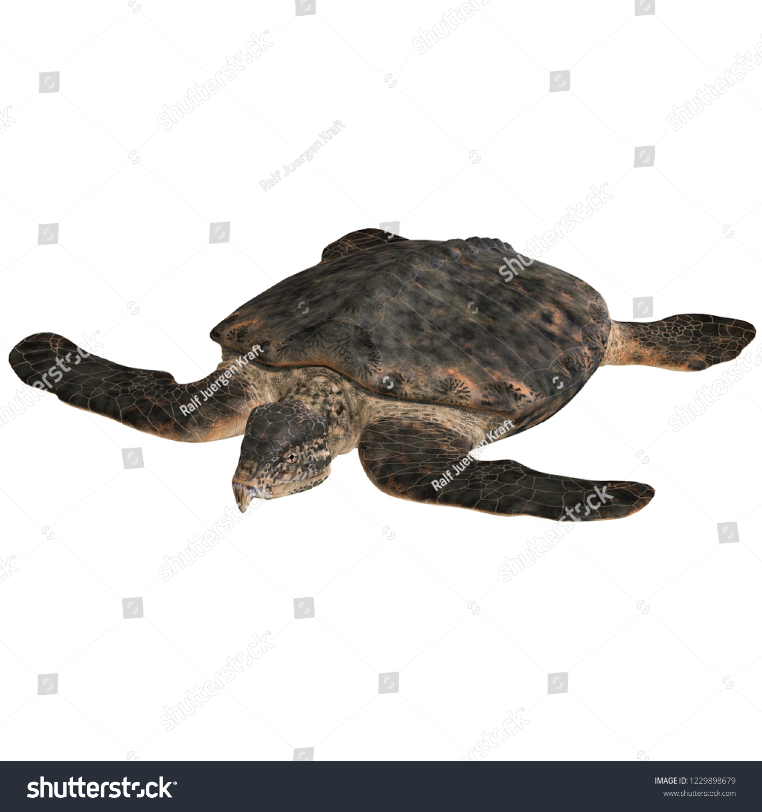 3d Illustration Dinosaur Turtle Archelon Over Stock Illustration