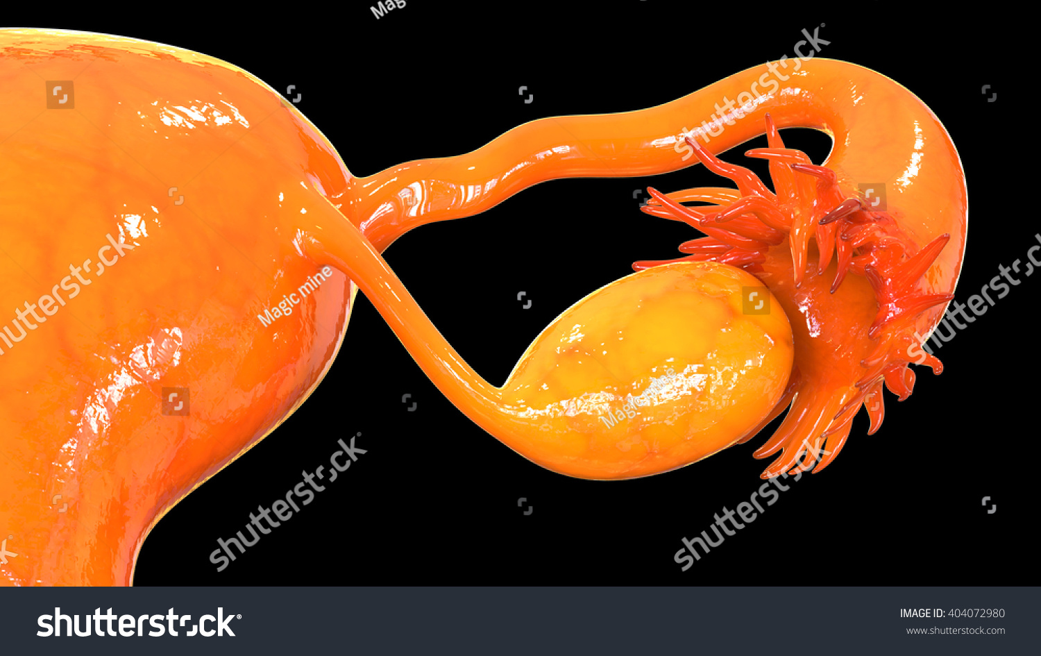 3d Illustration Female Reproductive System Stock Illustration 404072980 Shutterstock 5455