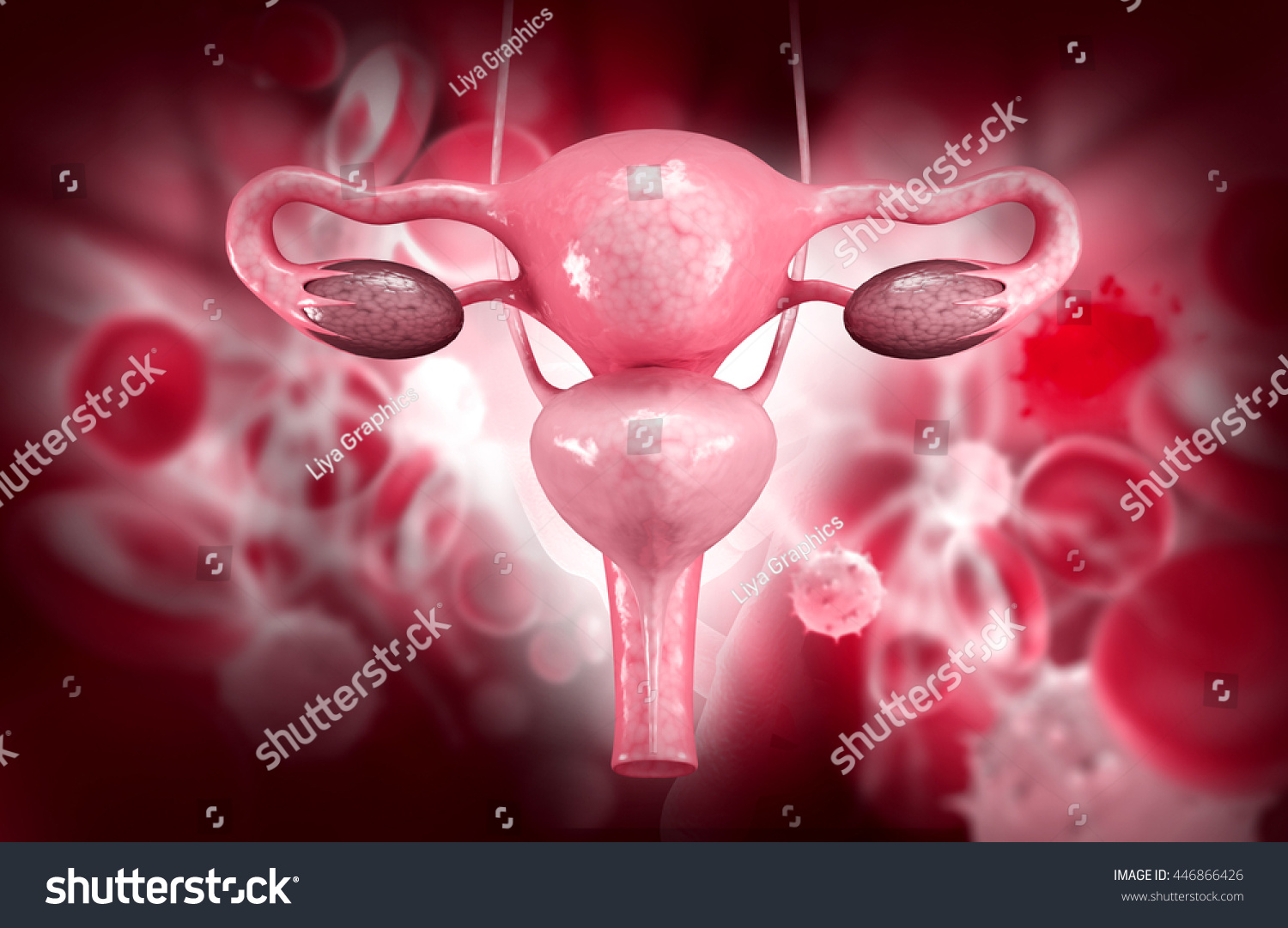 Female Reproductive System Animation 