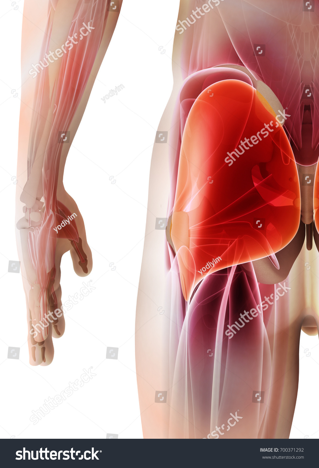 Muscle diagram gluteus