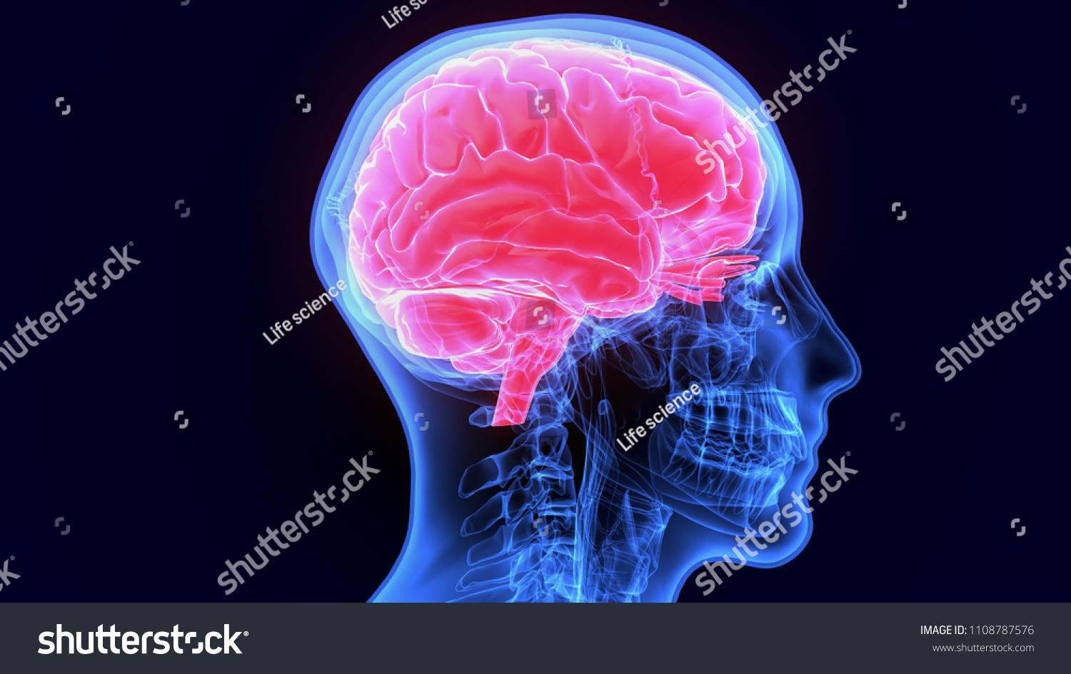 人体の脳解剖学の3dイラスト のイラスト素材