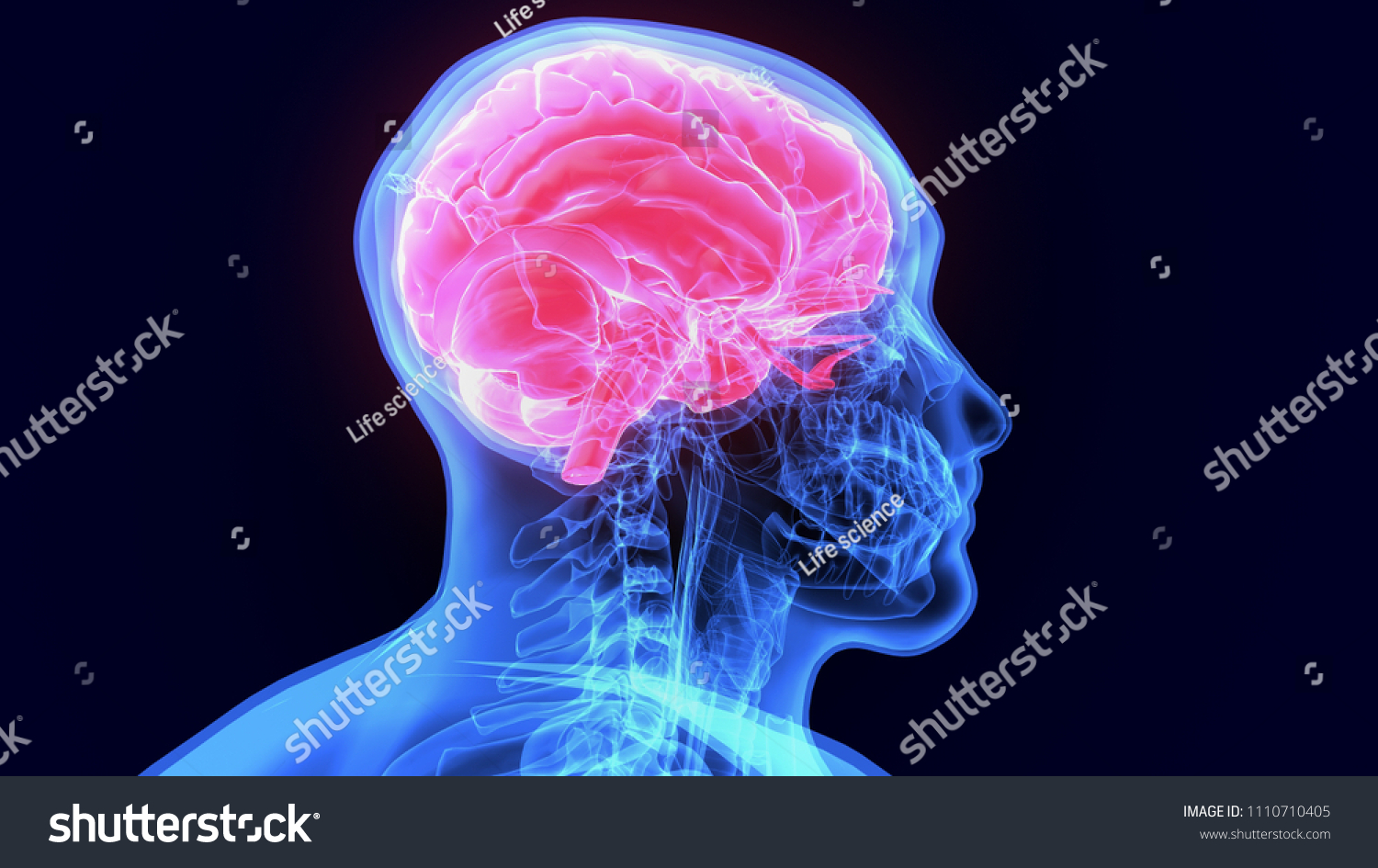 3d Illustration Human Body Brain Anatomy Stock Illustration 1110710405 ...