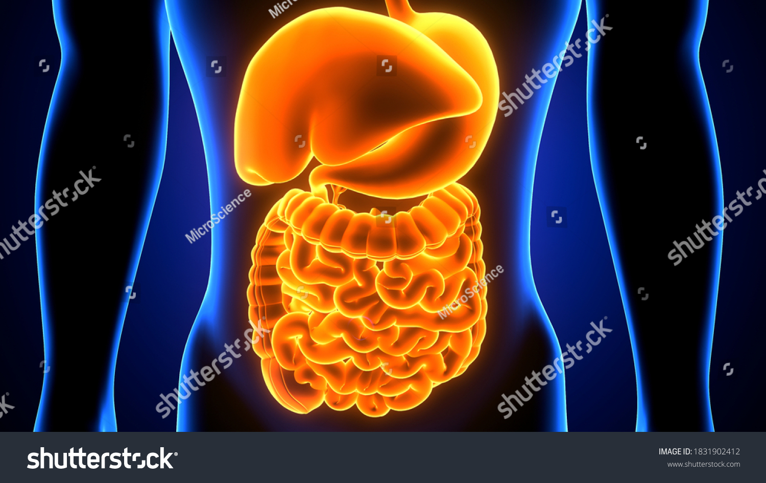 3d Illustration Human Body Digestive System Stock Illustration 1831902412