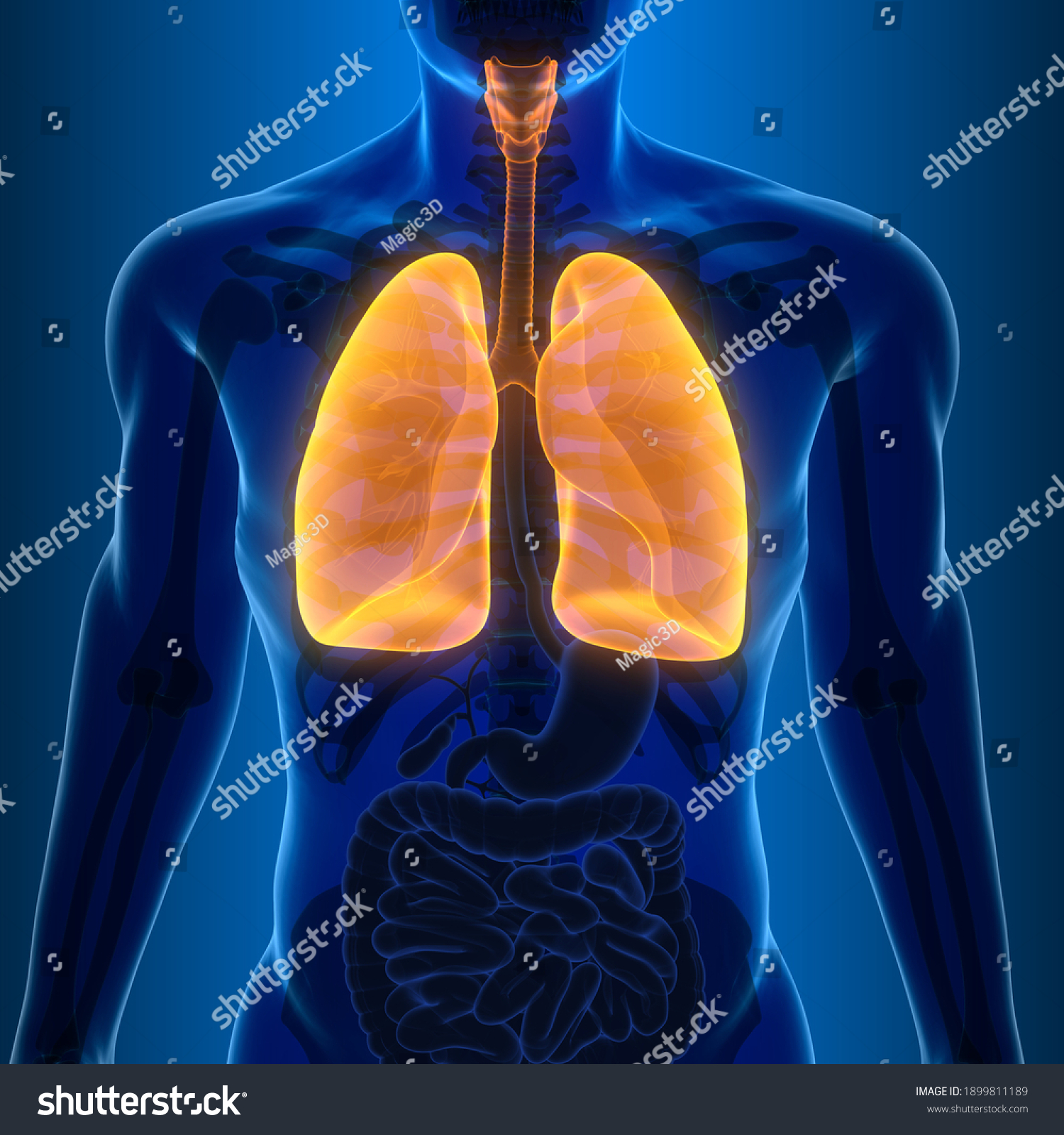 3d Illustration Human Body Lungs Stock Illustration 1899811189 ...