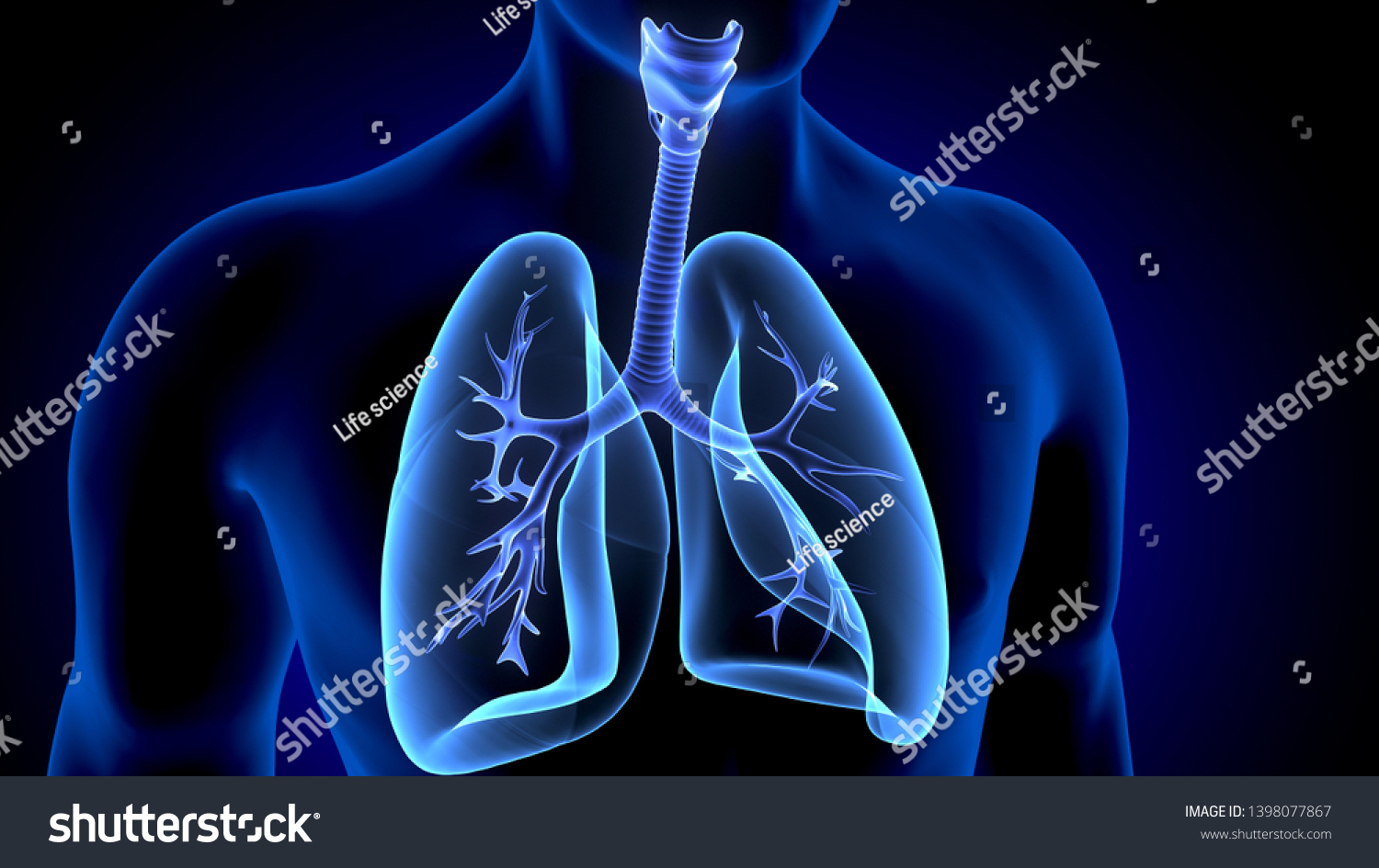 3d Illustration Human Body Organ Lungs Stock Illustration 1398077867