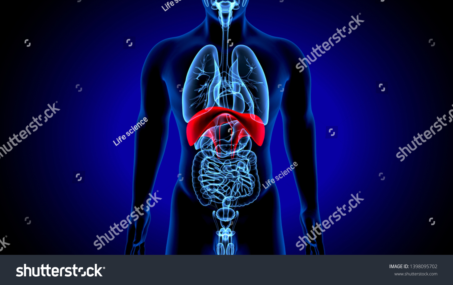 3d Illustration Human Body Organs Diaphragm Stock Illustration 1398095702