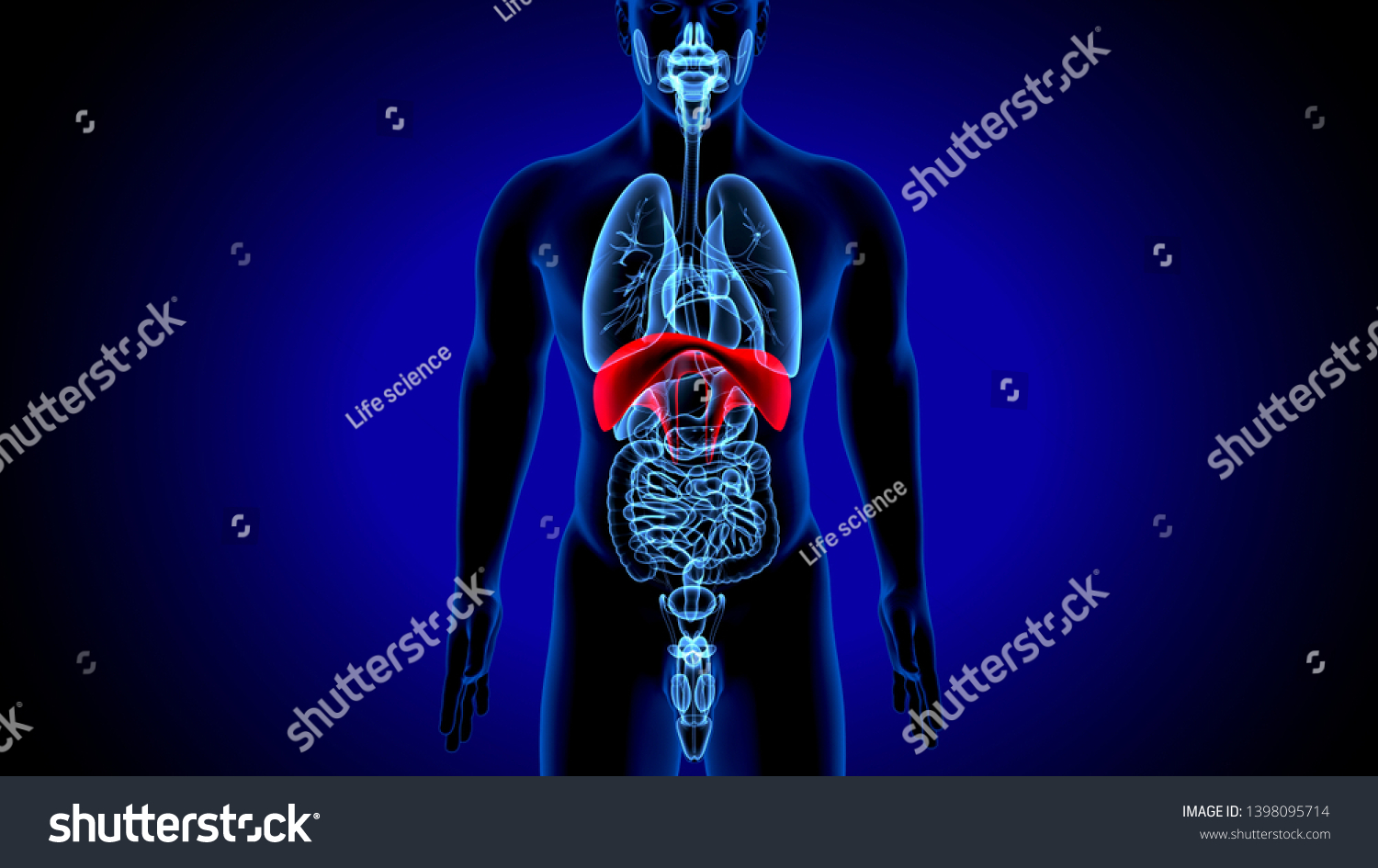 3d Illustration Human Body Organs Diaphragm Stock Illustration ...